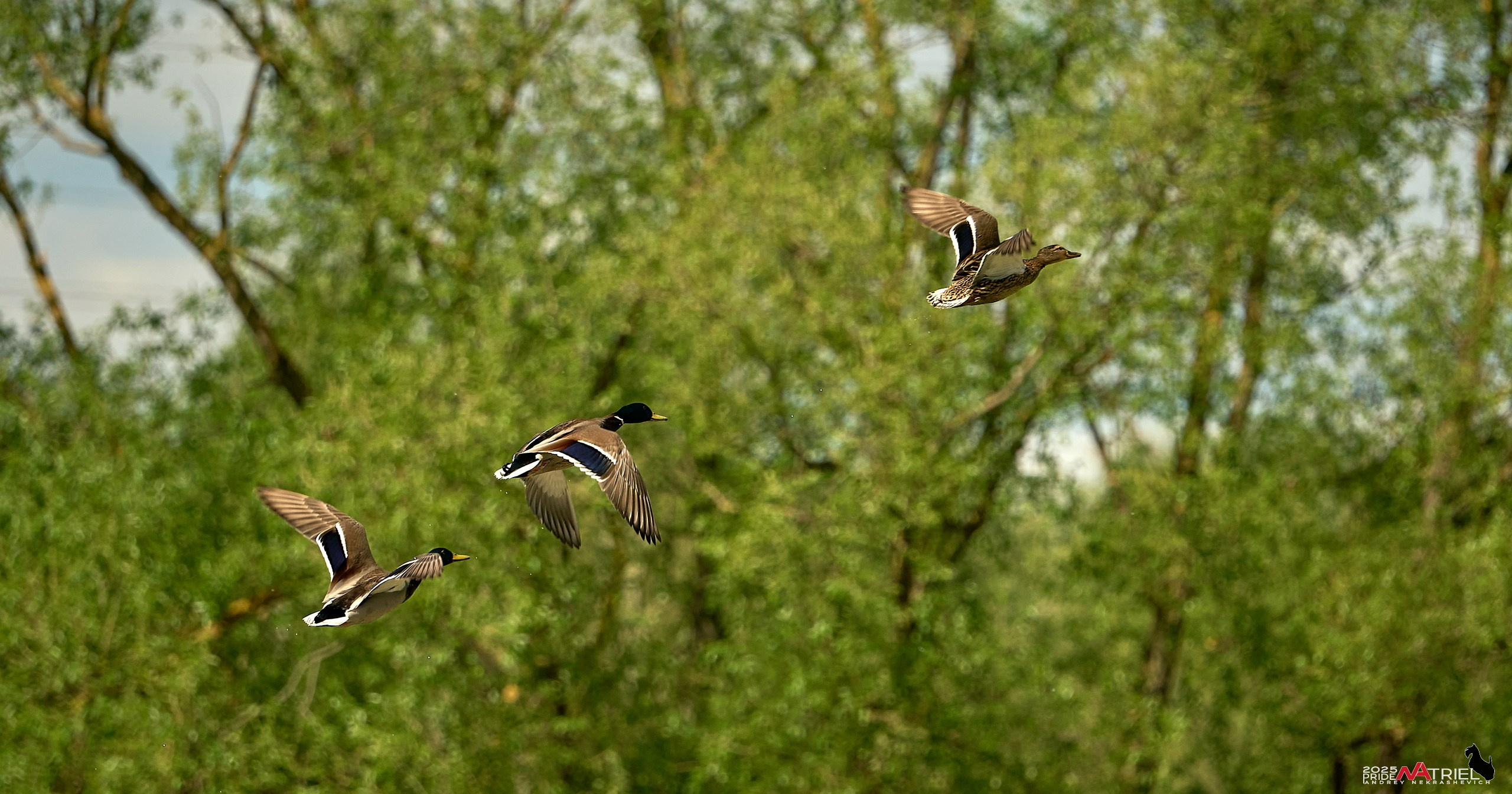 Птички и цветочки