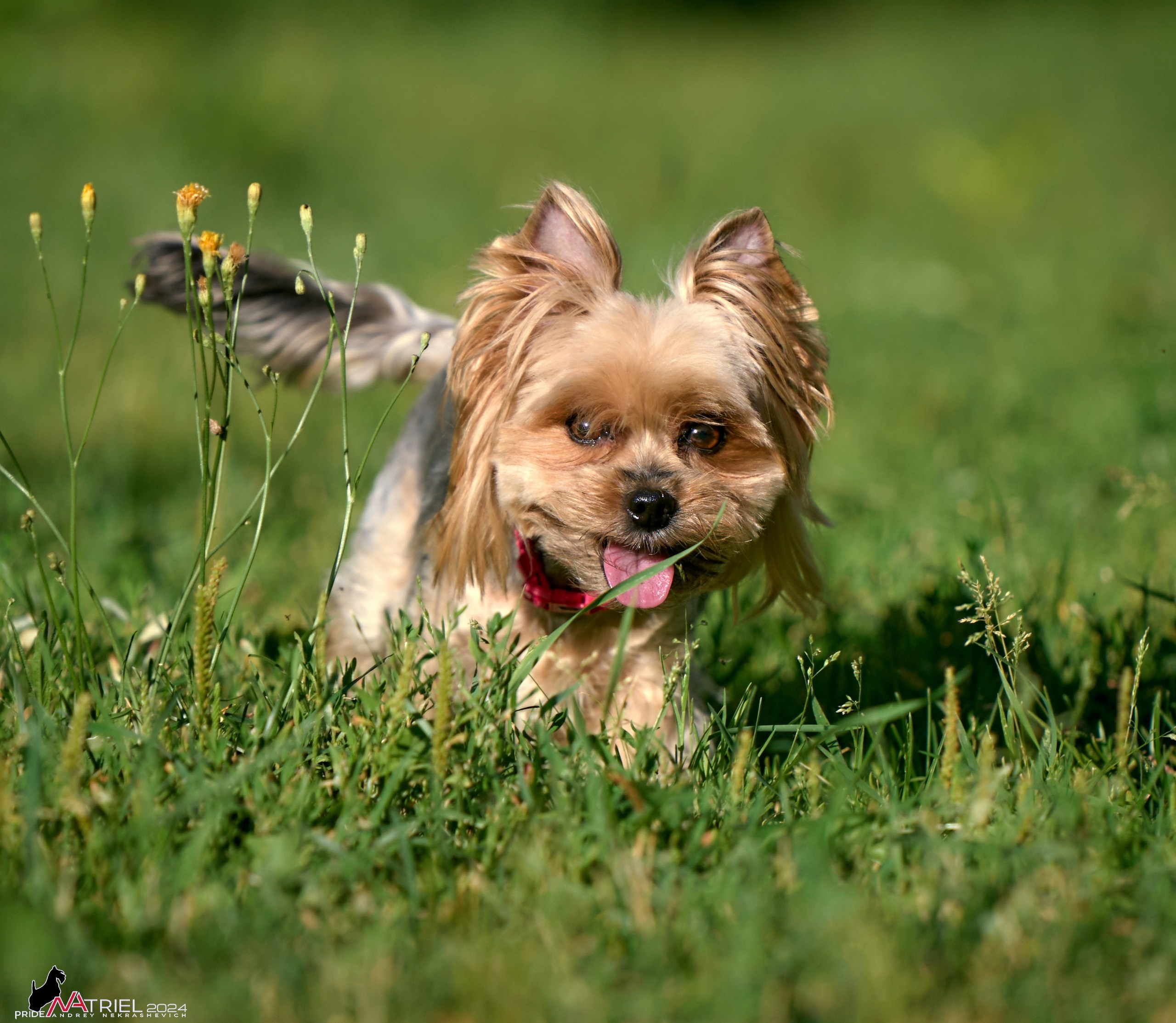 Фотопрогулка с собаками Бася и Циля