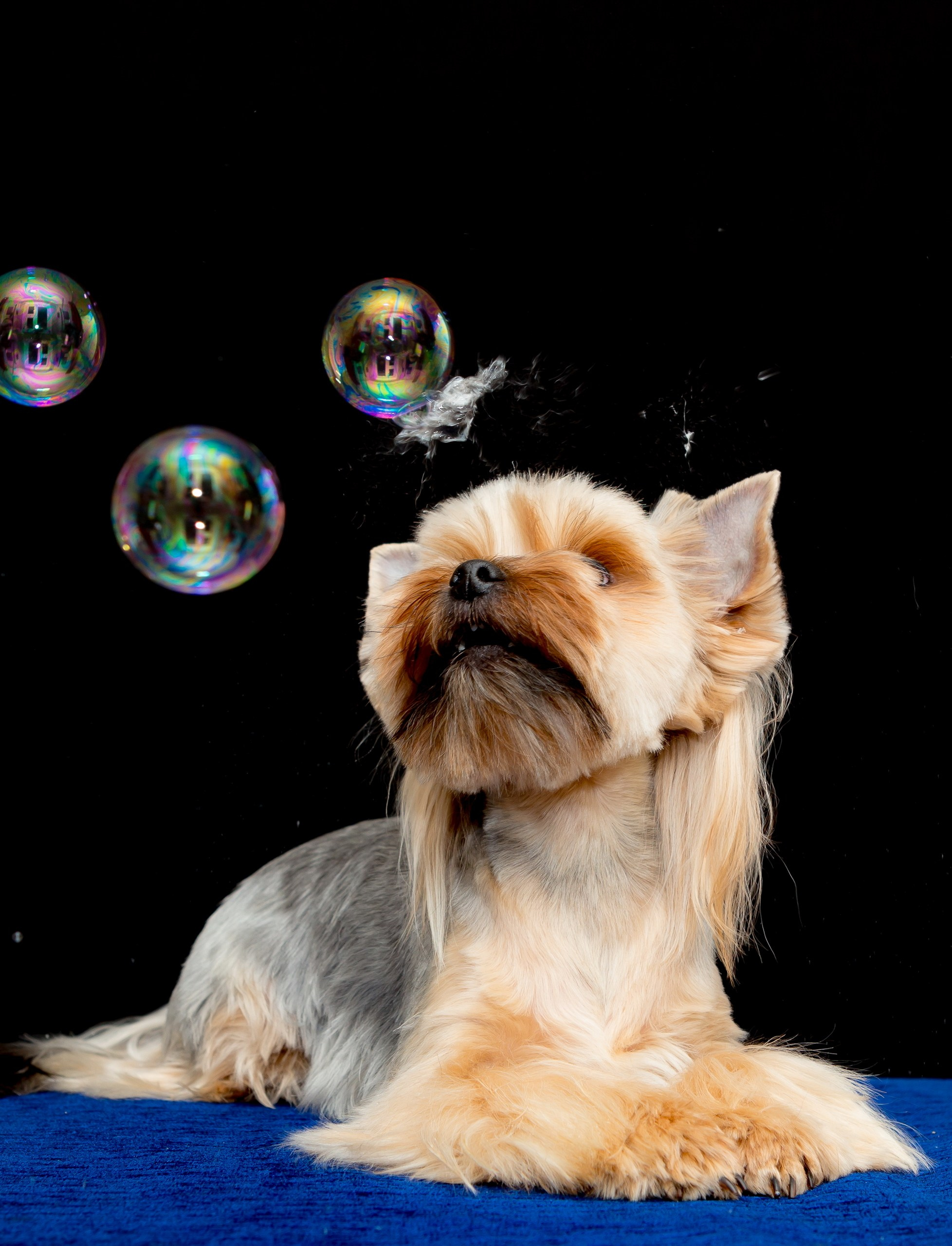 Собаки в студии — галерея NATRIEL