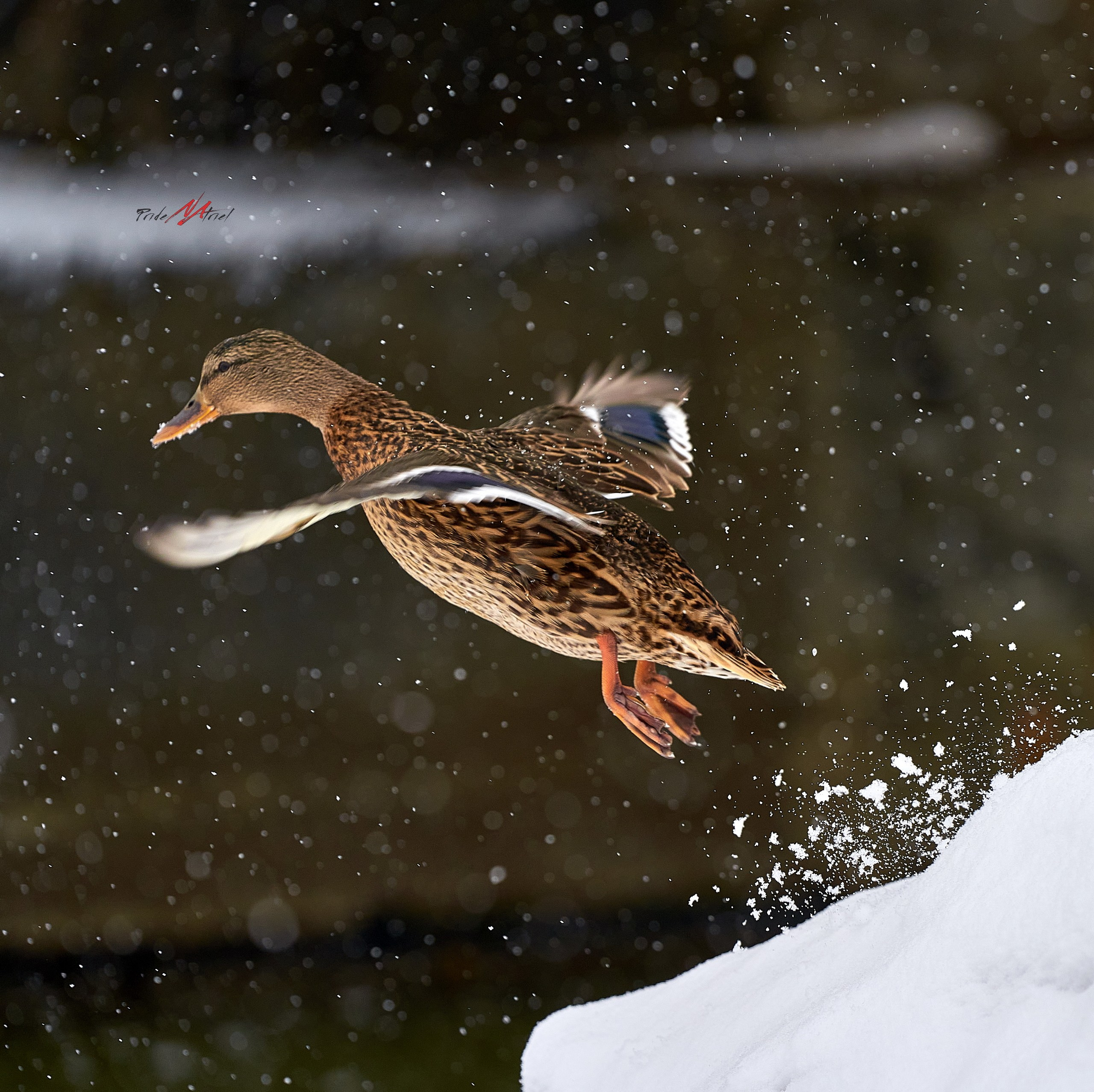 Фото птиц — галерея NATRIEL