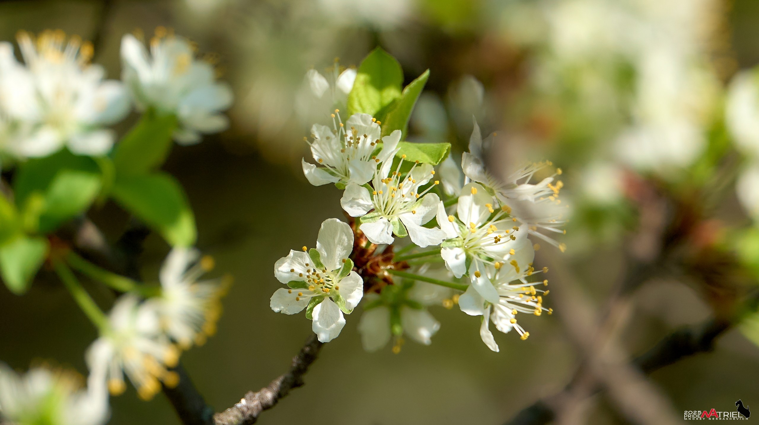 Природа в апреле. Всё в цветении!