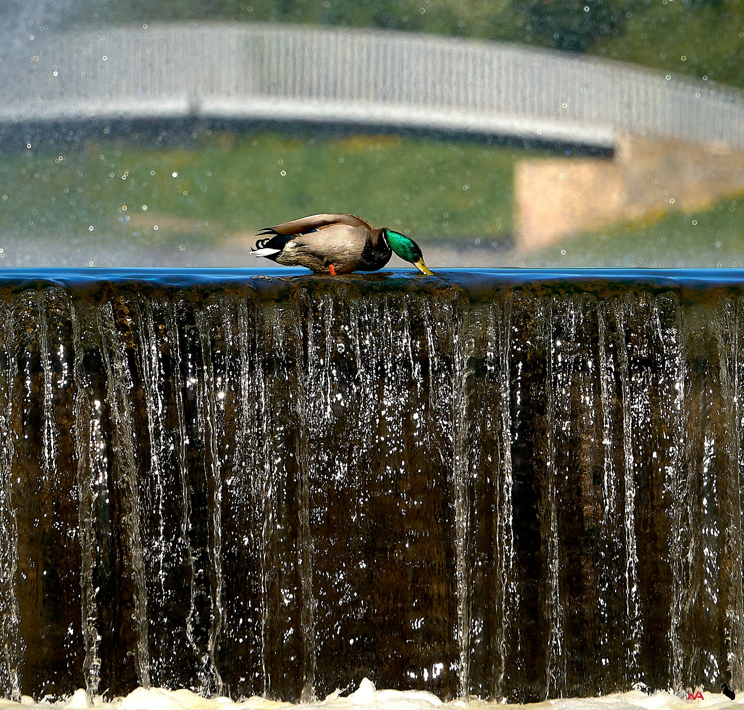 Птички и цветочки