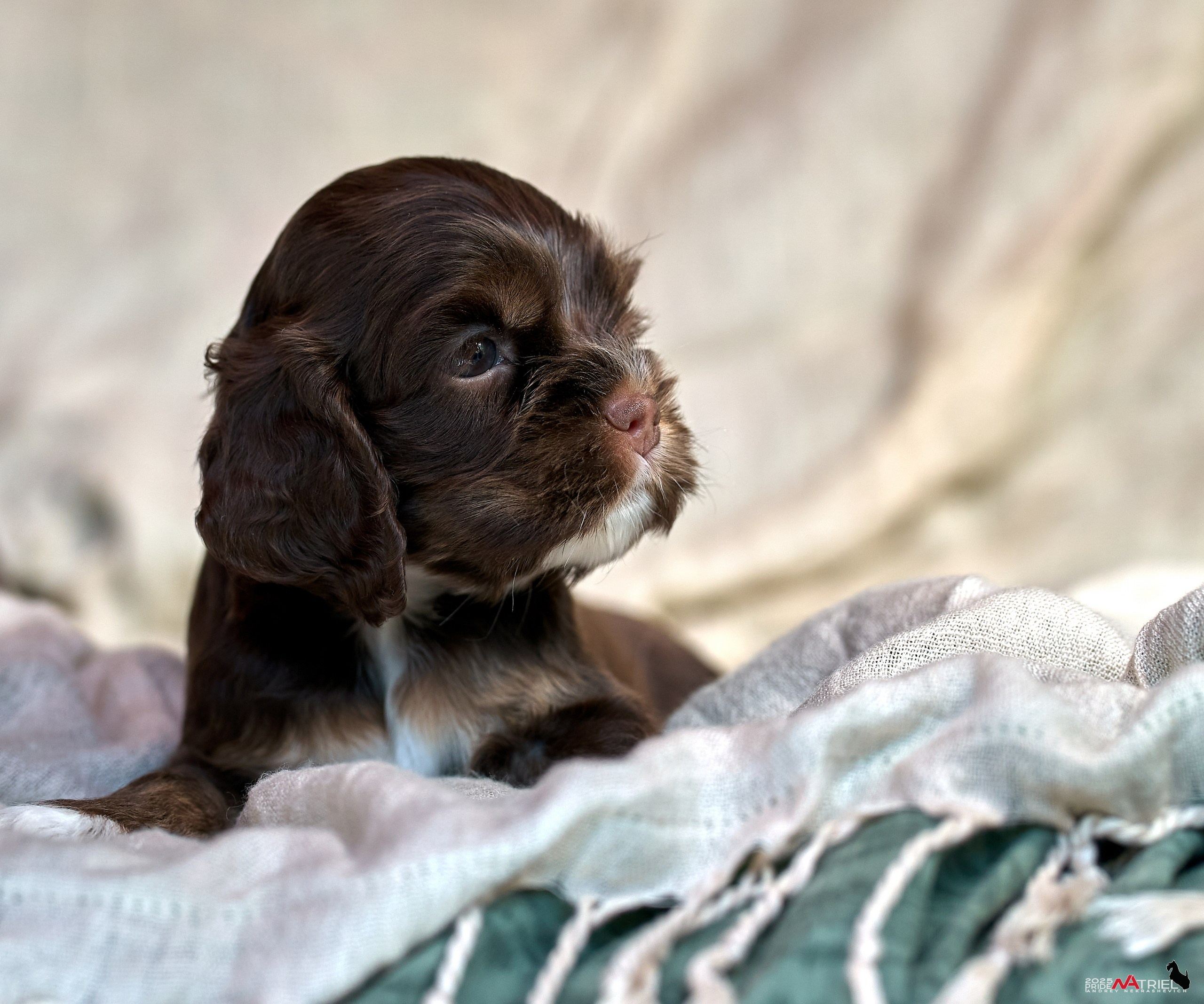 Щенки АмКокеров