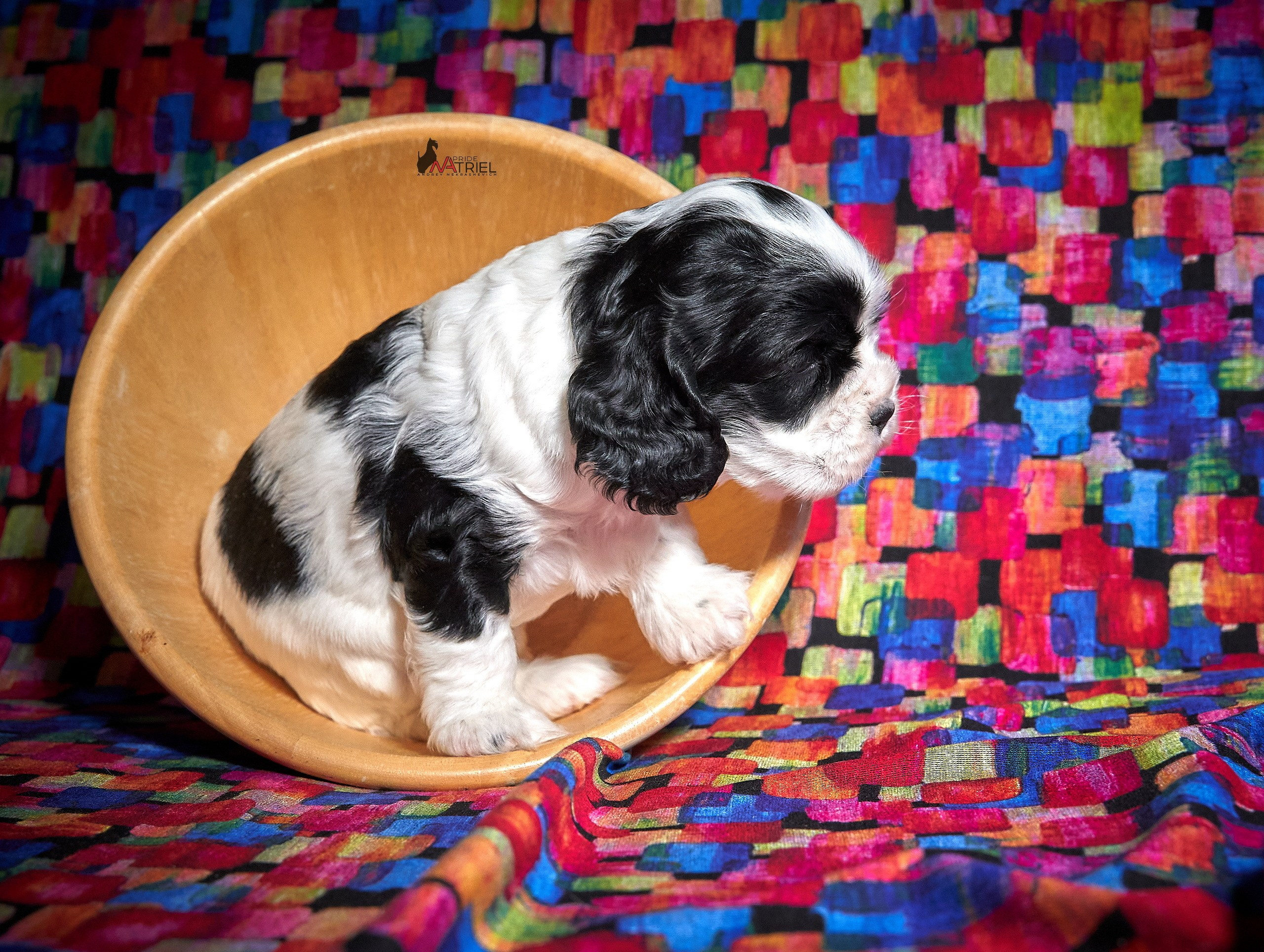 Щенки дома — галерея NATRIEL