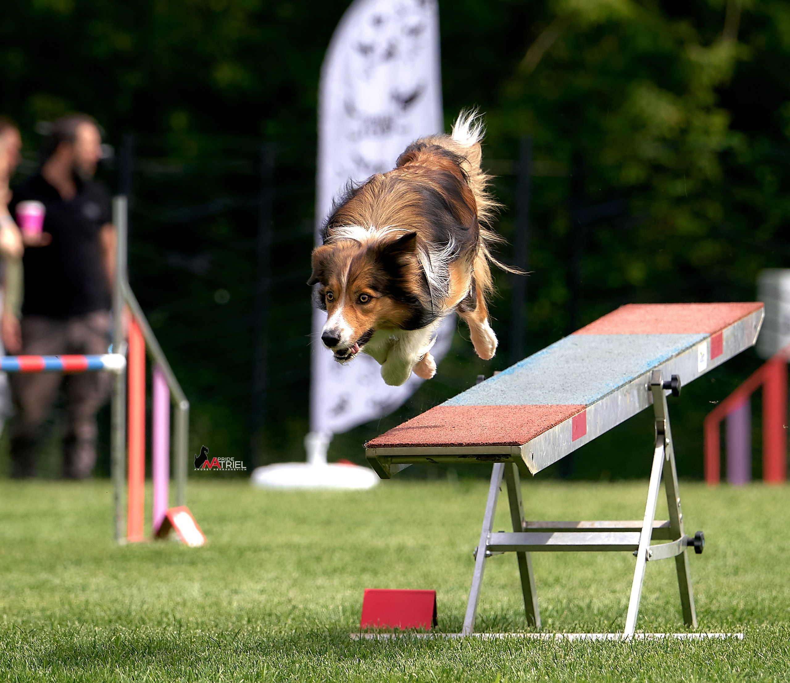 Аджилити — галерея NATRIEL