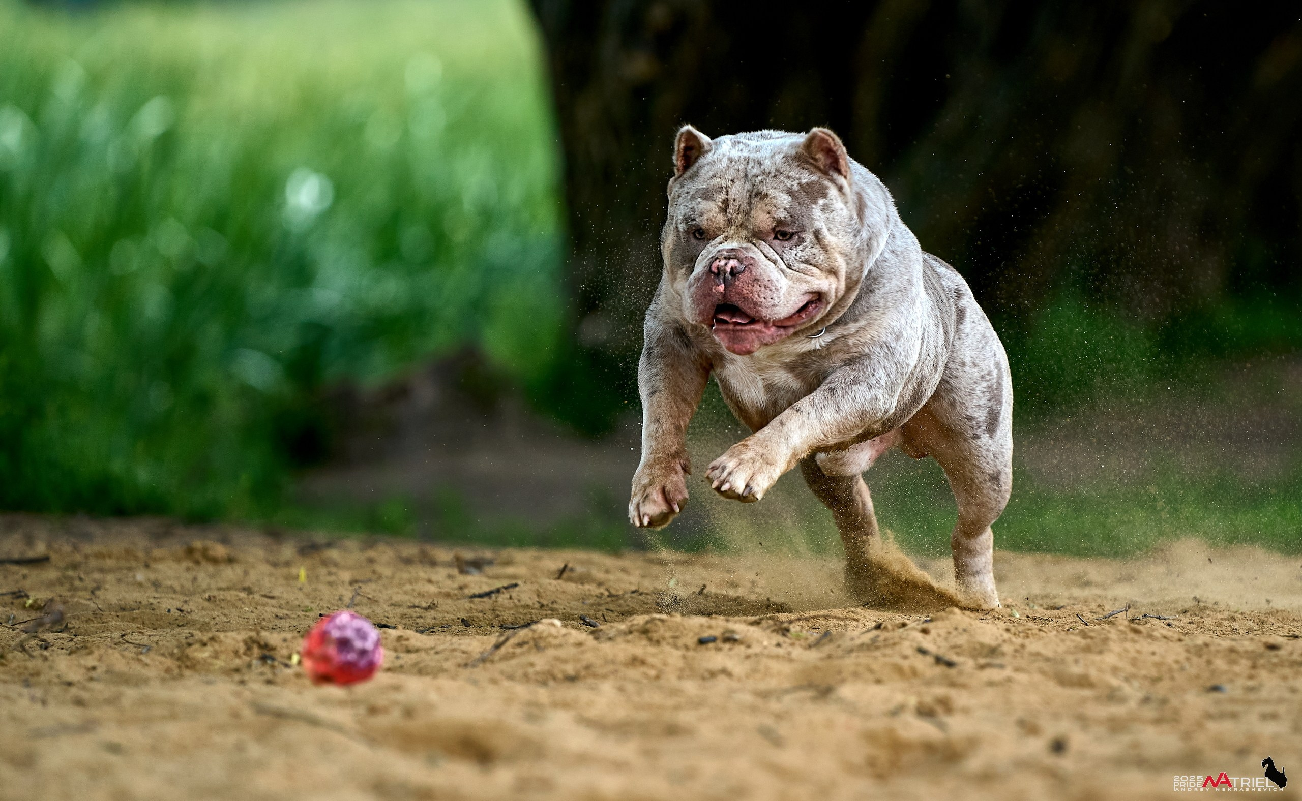 Съемка собак породы булли на природе