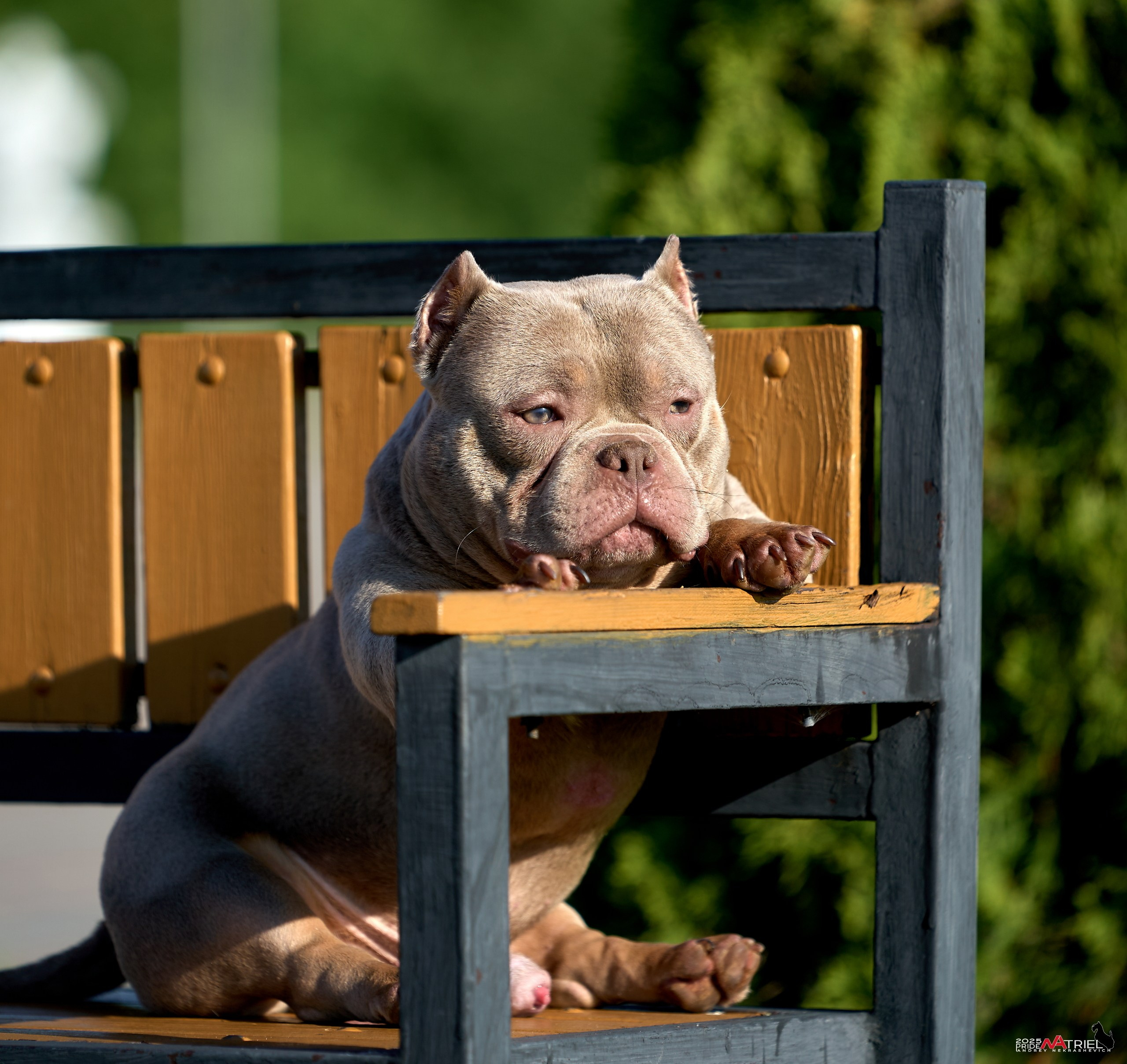Съемка собак породы булли на природе