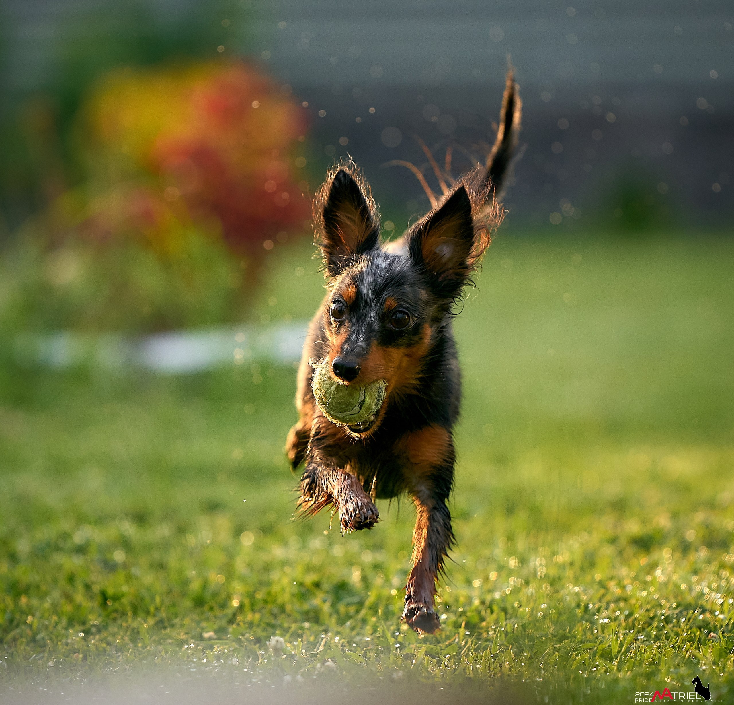 Фотопрогулка с крысариками