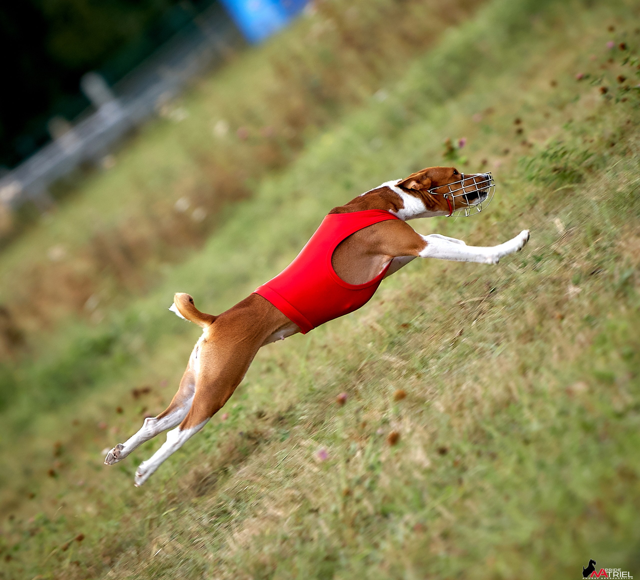 Съемка курсинг — галерея NATRIEL