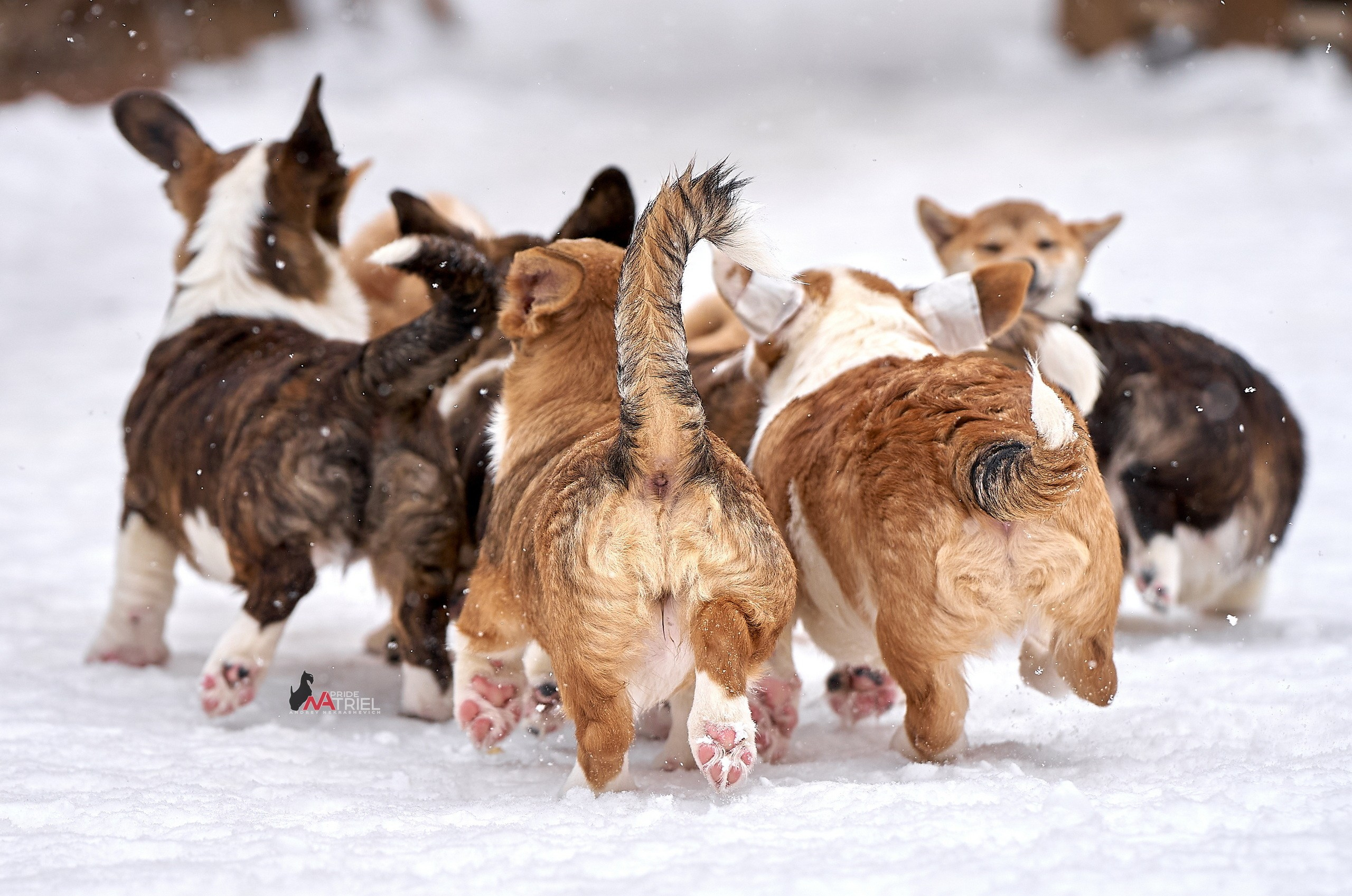 Щенки на прогулке — галерея NATRIEL