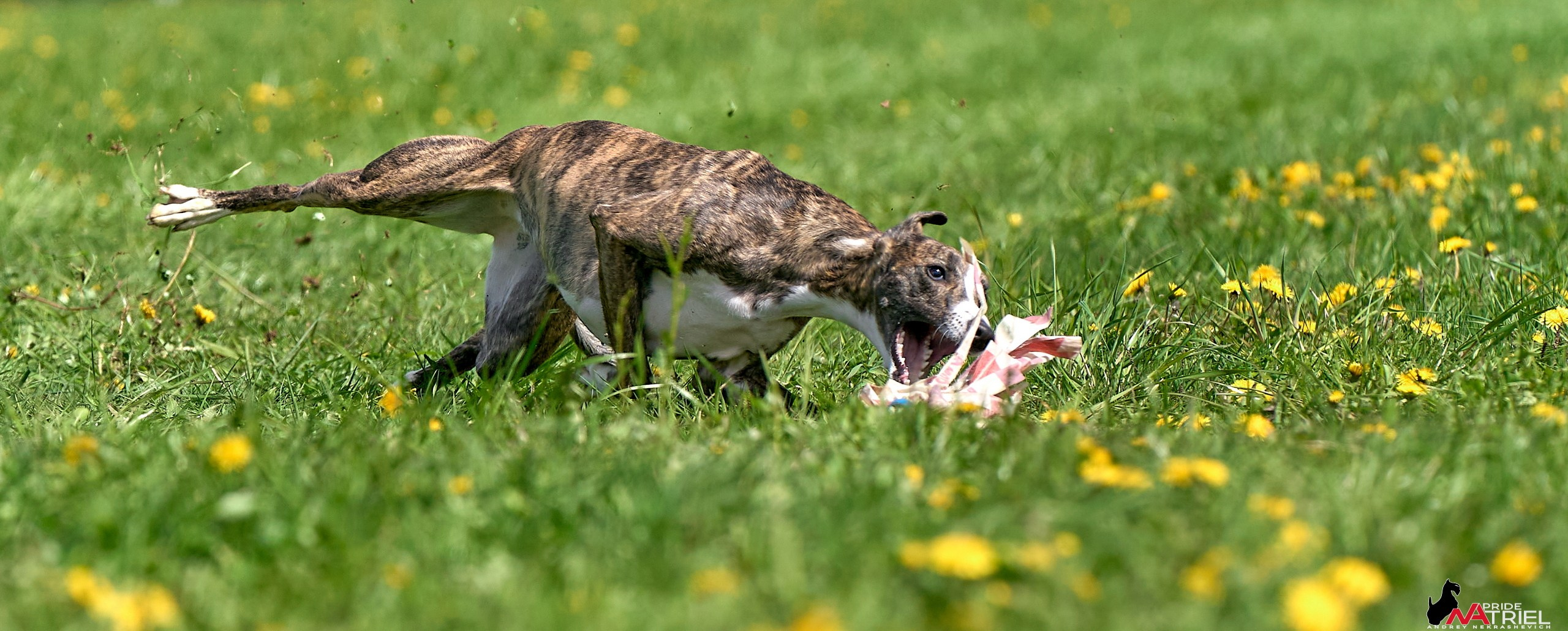 Съемка курсинг — галерея NATRIEL