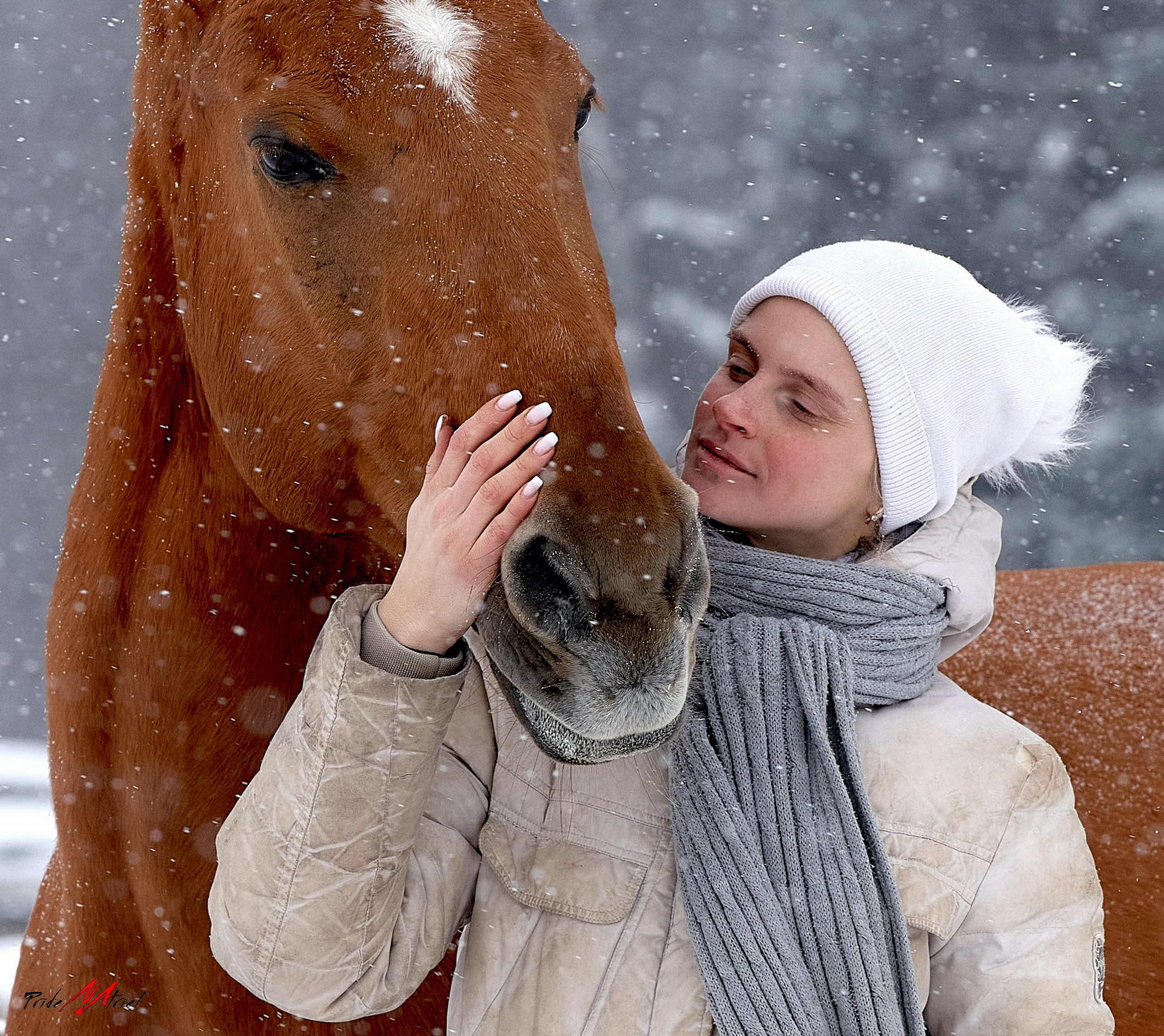 Снимки лошадей — галерея NATRIEL