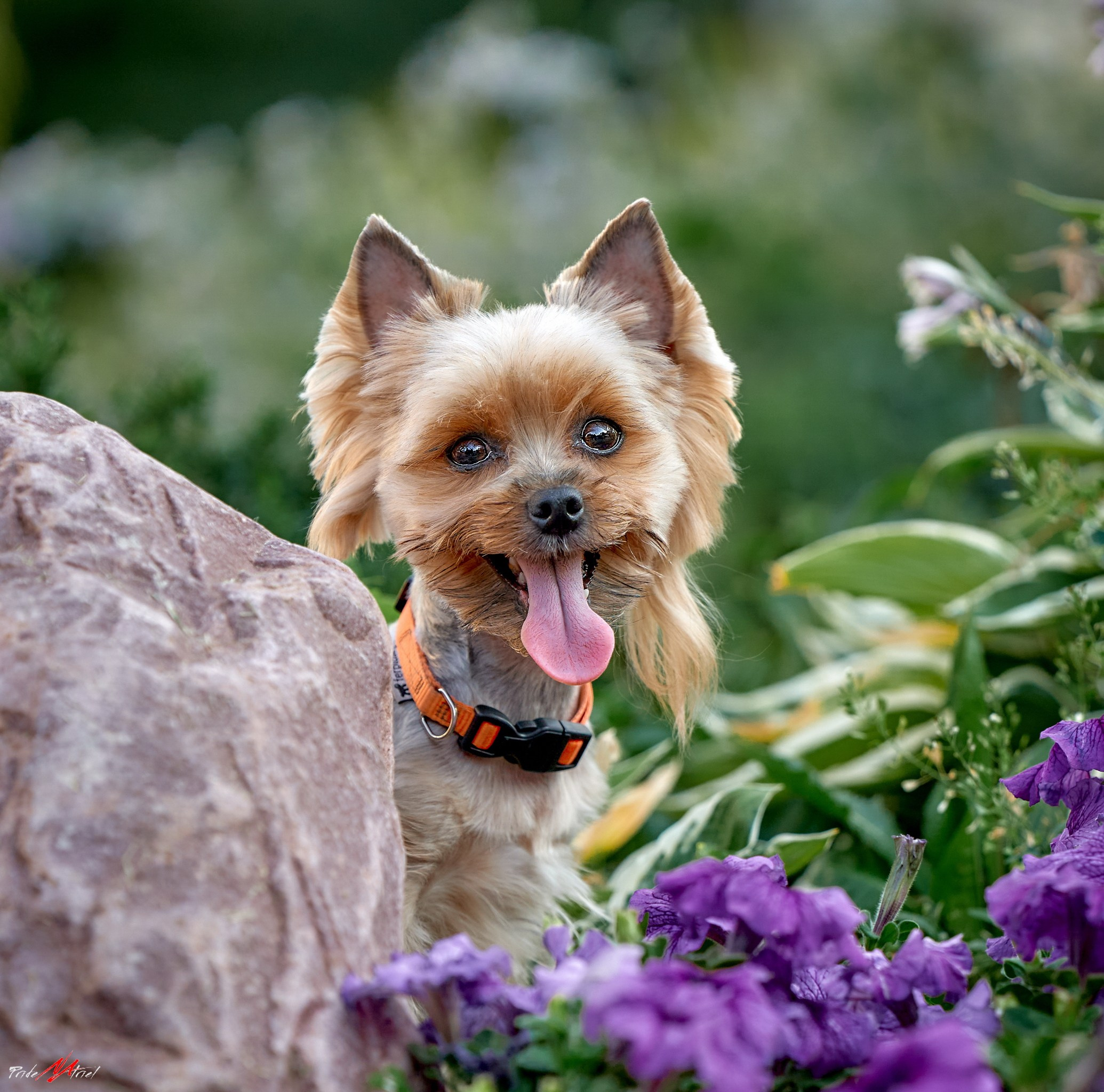 Йоркширский терьер Циля