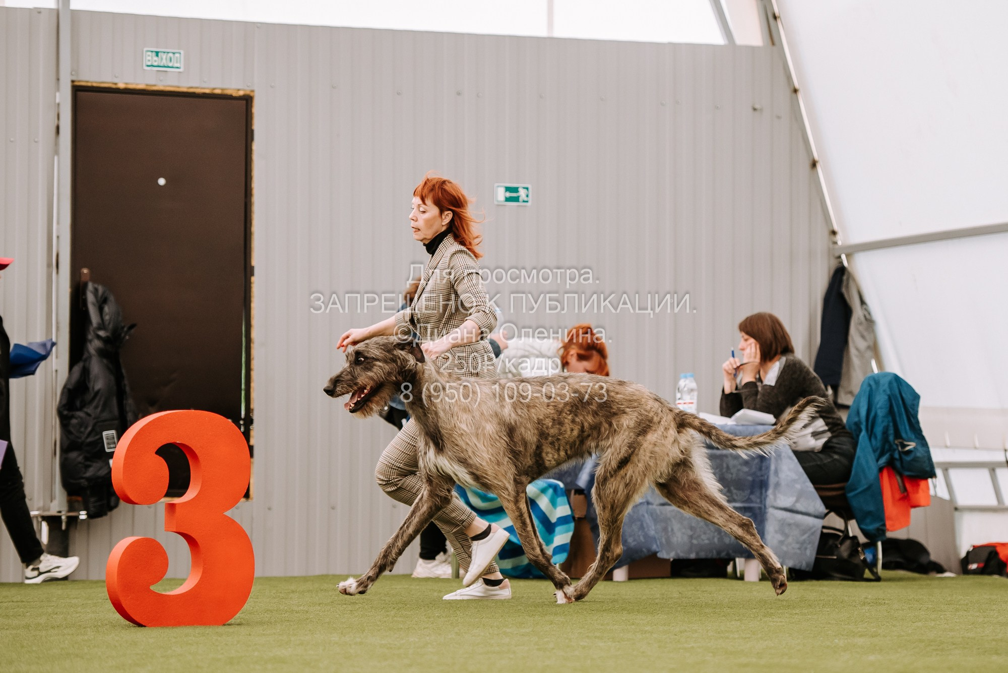 Выставка собак Красноярск 2.06. Фотограф Диана Оленина Красноярск / Братск