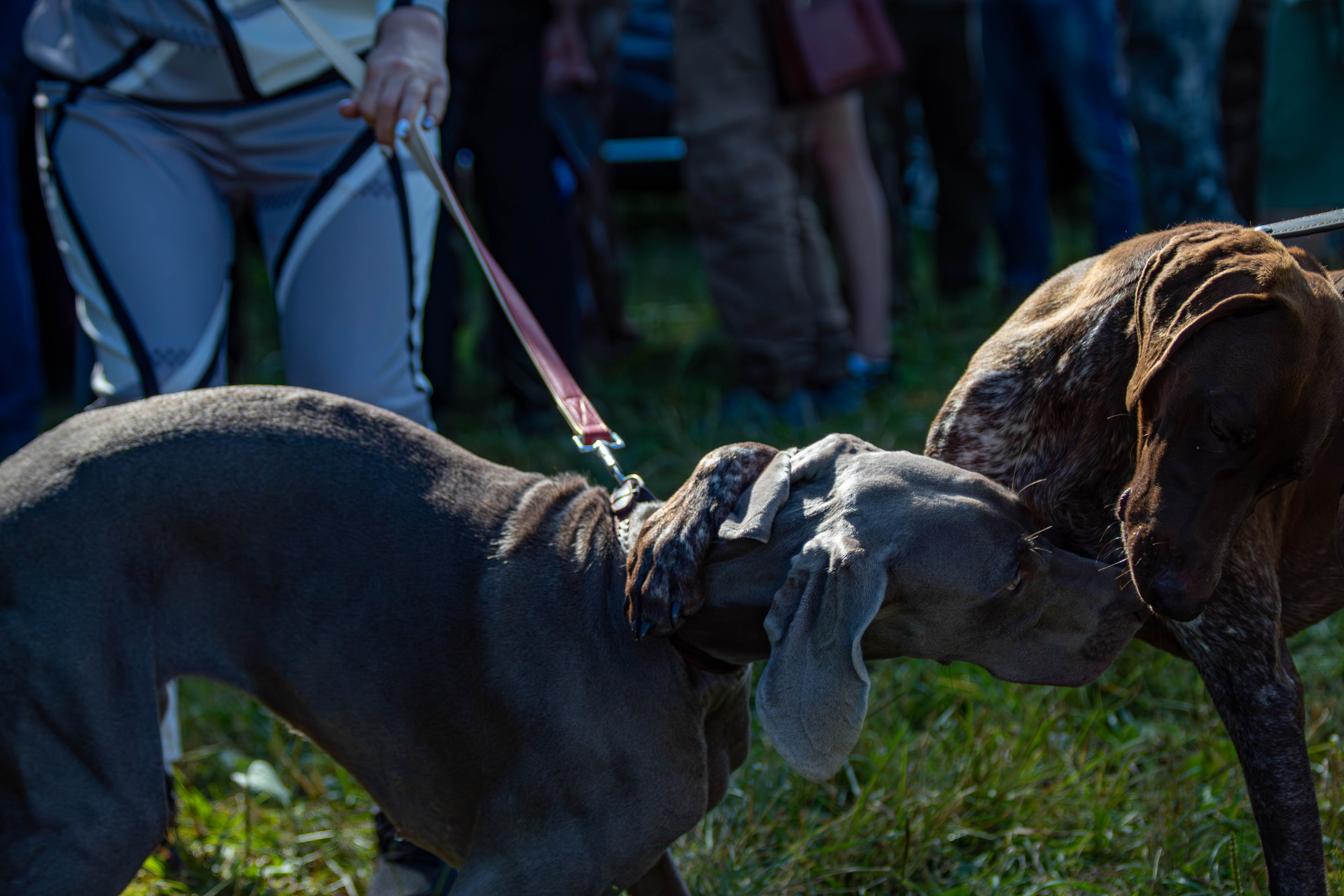 Фотосессии с животными в Туле. Фотограф анималист — Тула, Москва