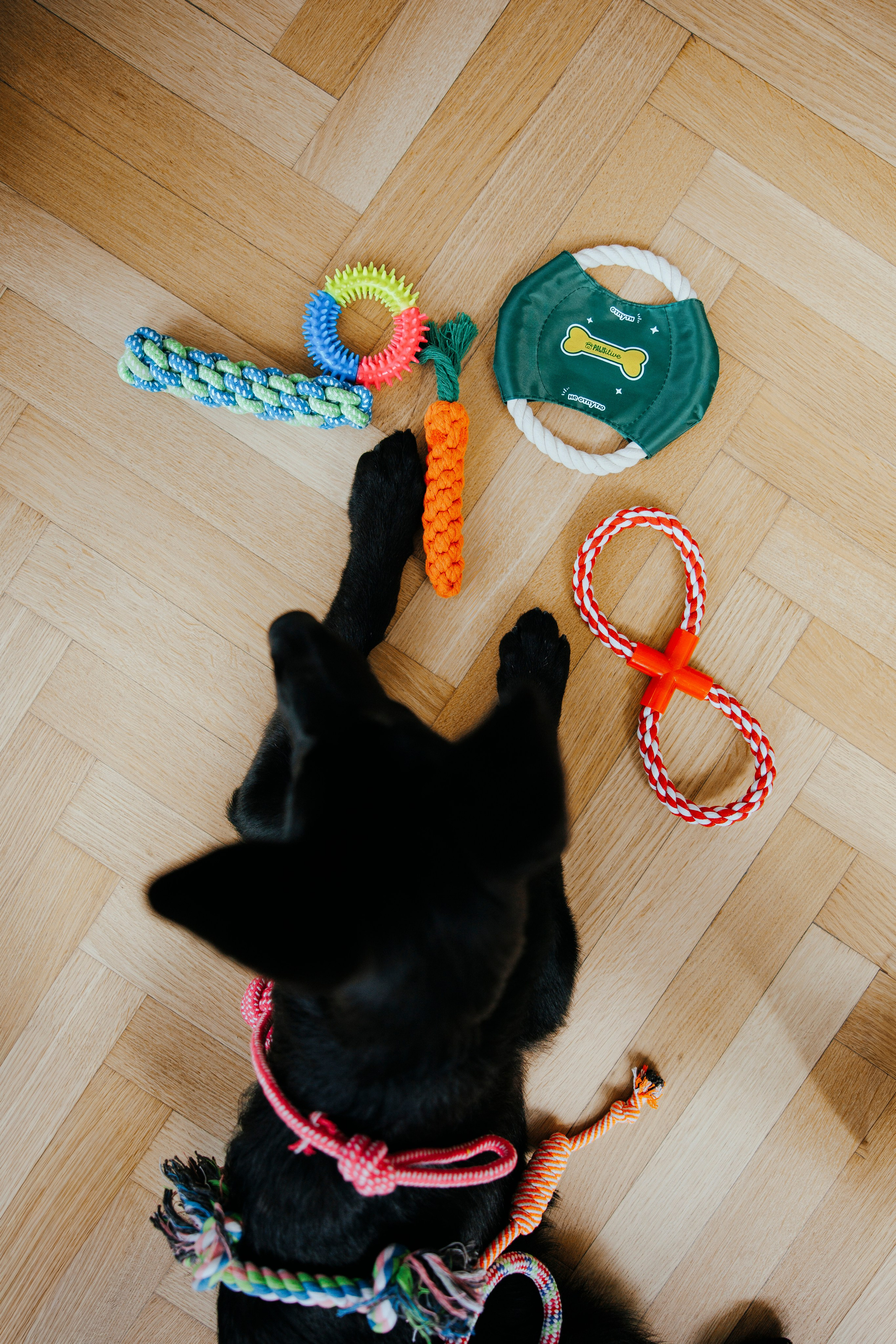 Pawsitive игрушки. Анастасия Белаш