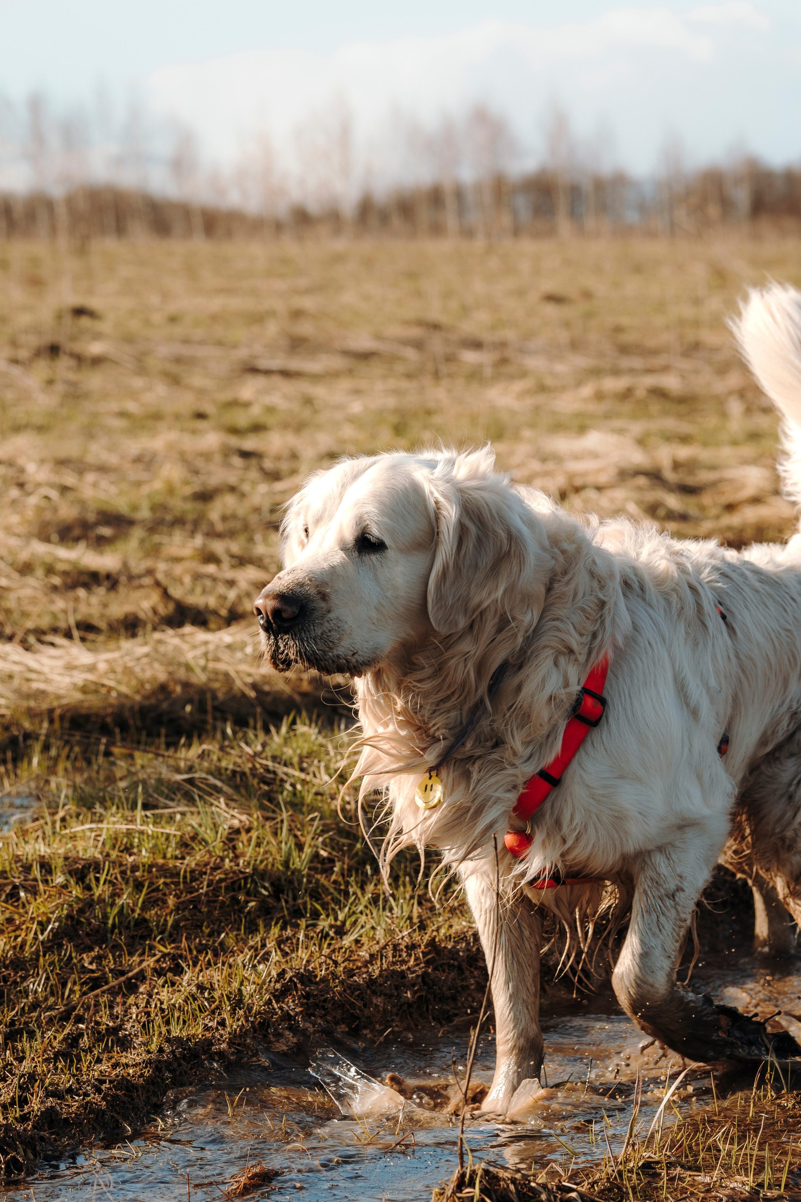 Смена в «DogCamp». Анастасия Белаш