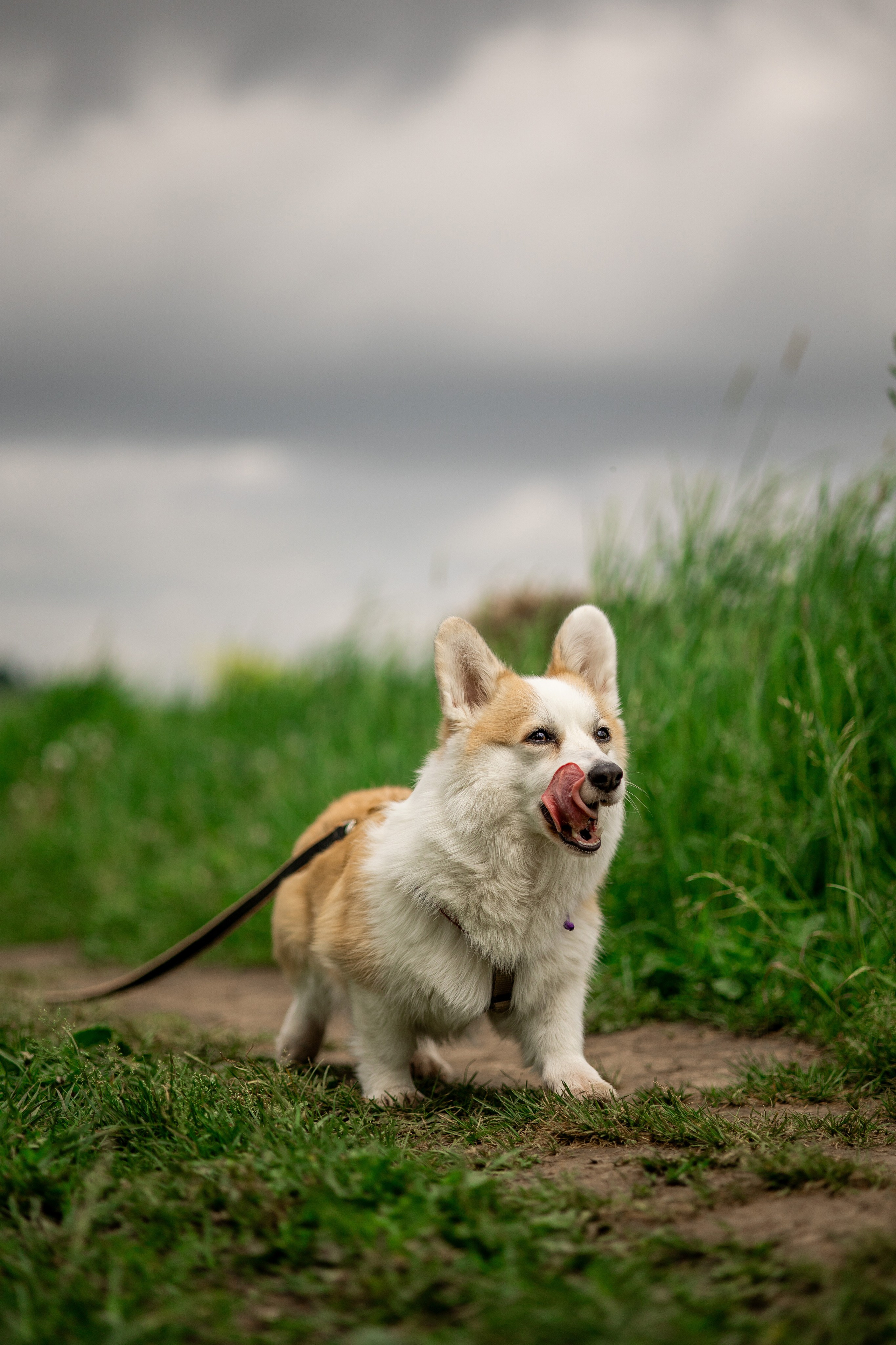 Съемка с собакой. Анастасия Белаш