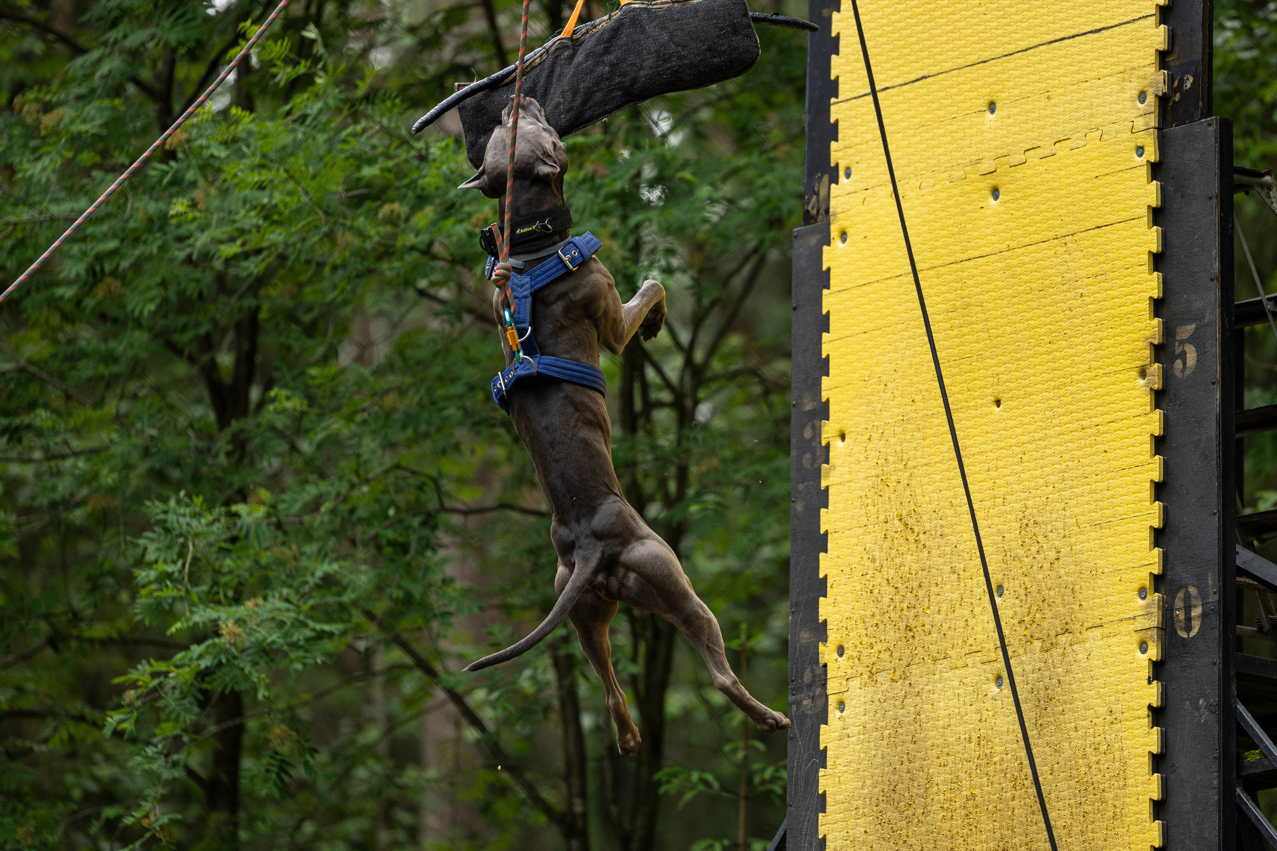Пит-стафф многоборье. Фотограф-анималист Анна Маринич