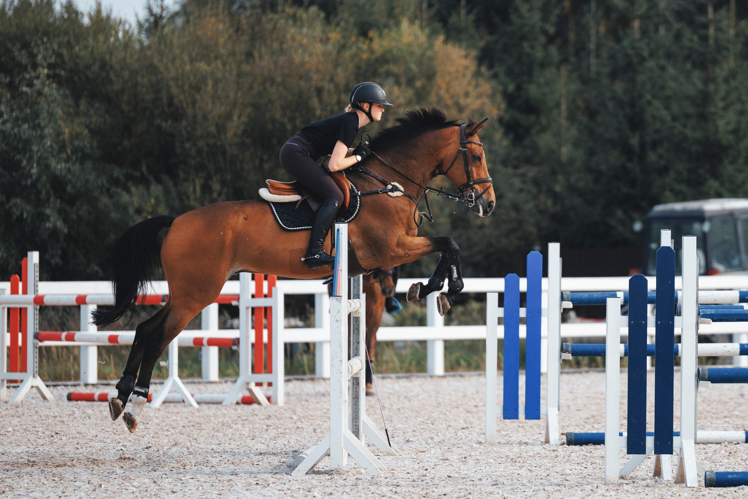 Конкур. Фотограф-анималист Анна Маринич