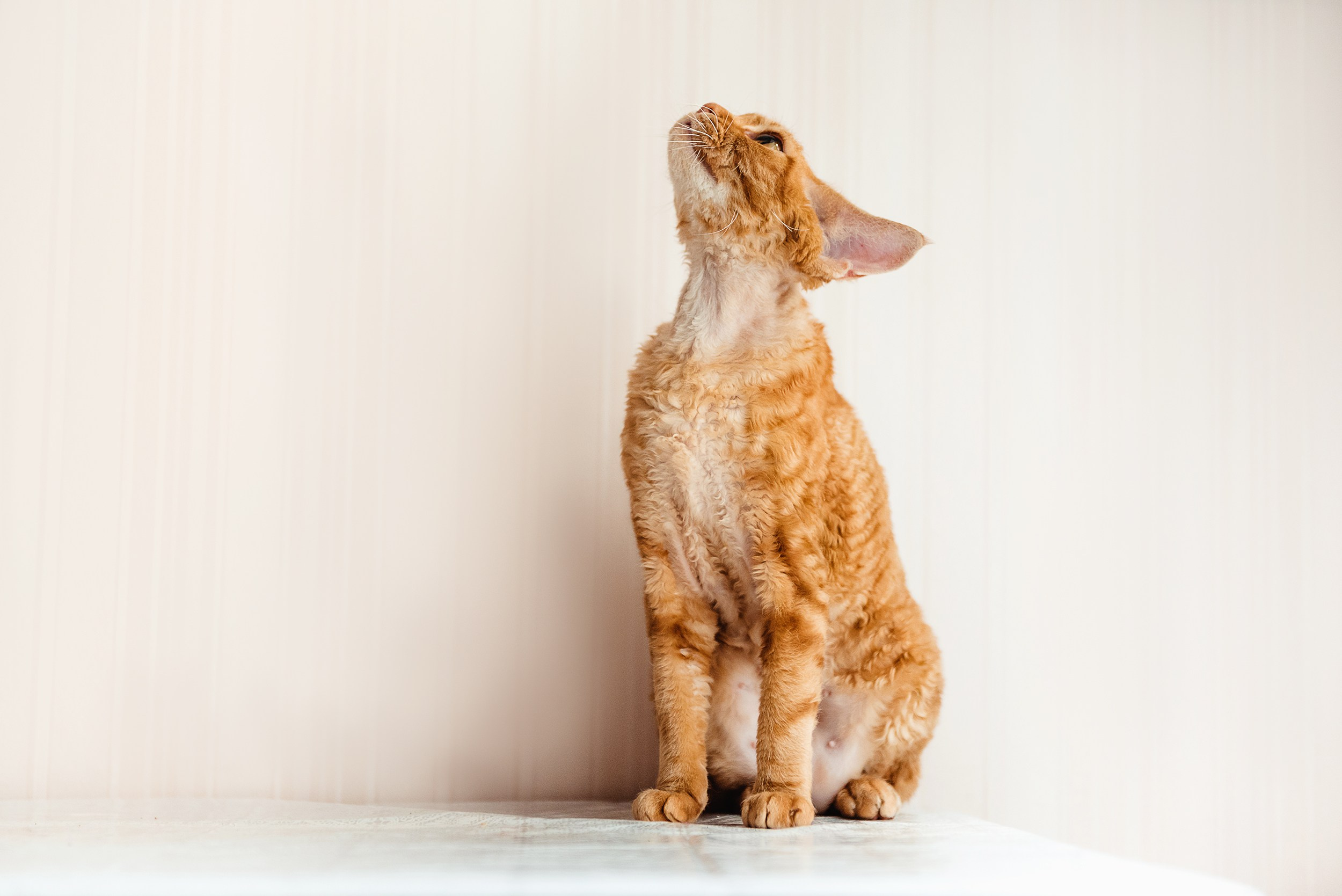 Кошка. Семейный Фотограф в Москве Ирина Хохлова