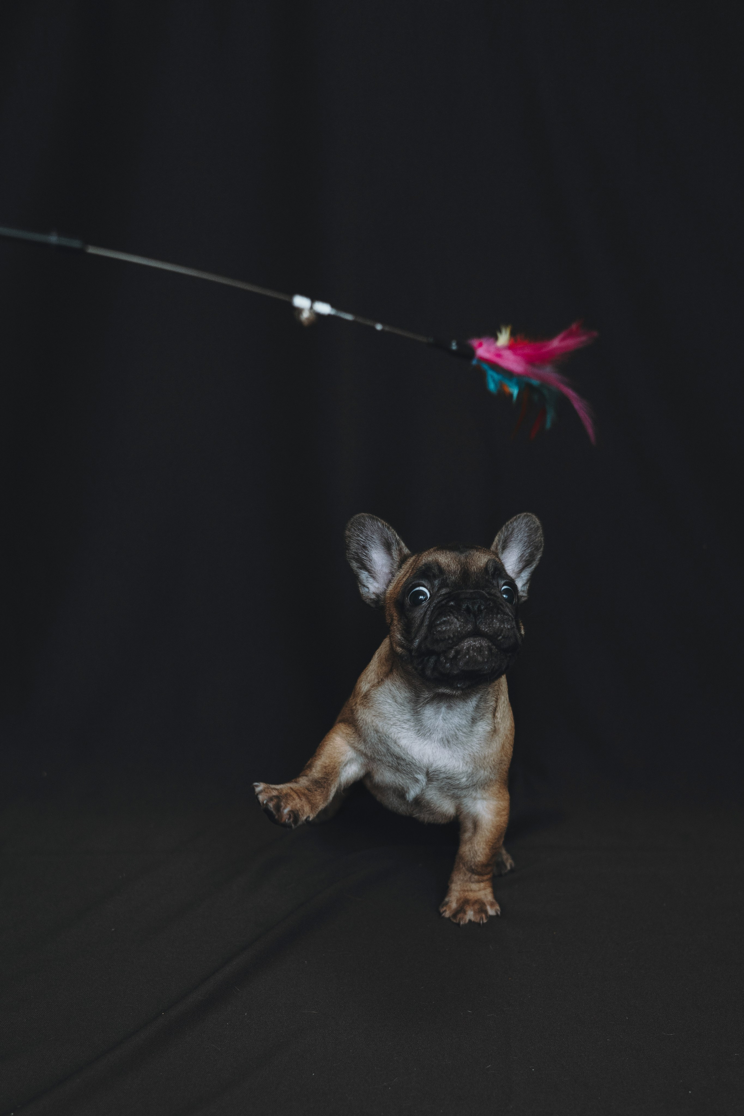 Щеночки. Фотограф — анималист Владивосток, Алина