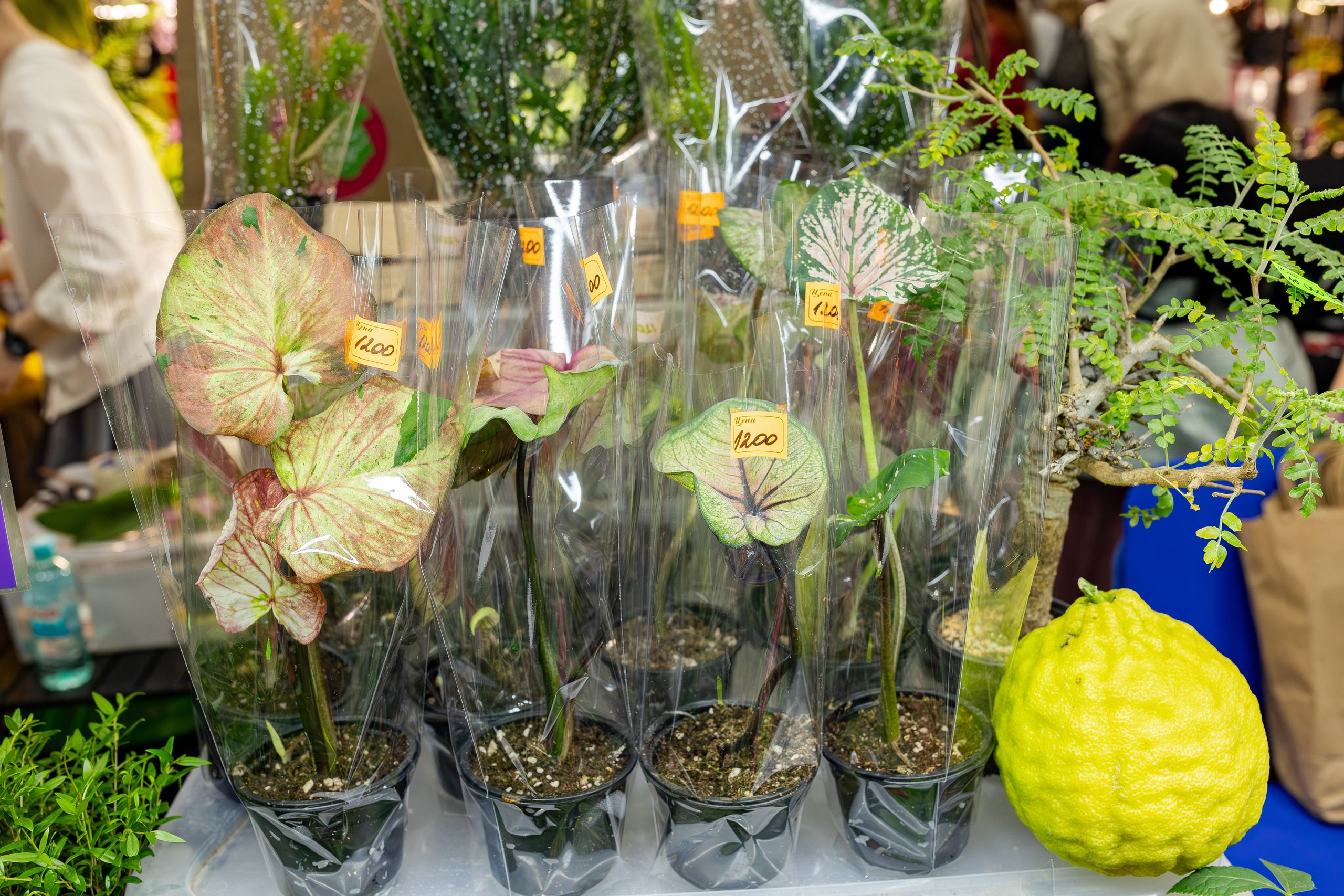 Монстериум апрель 2026. Александра Куликова фотограф, Москва