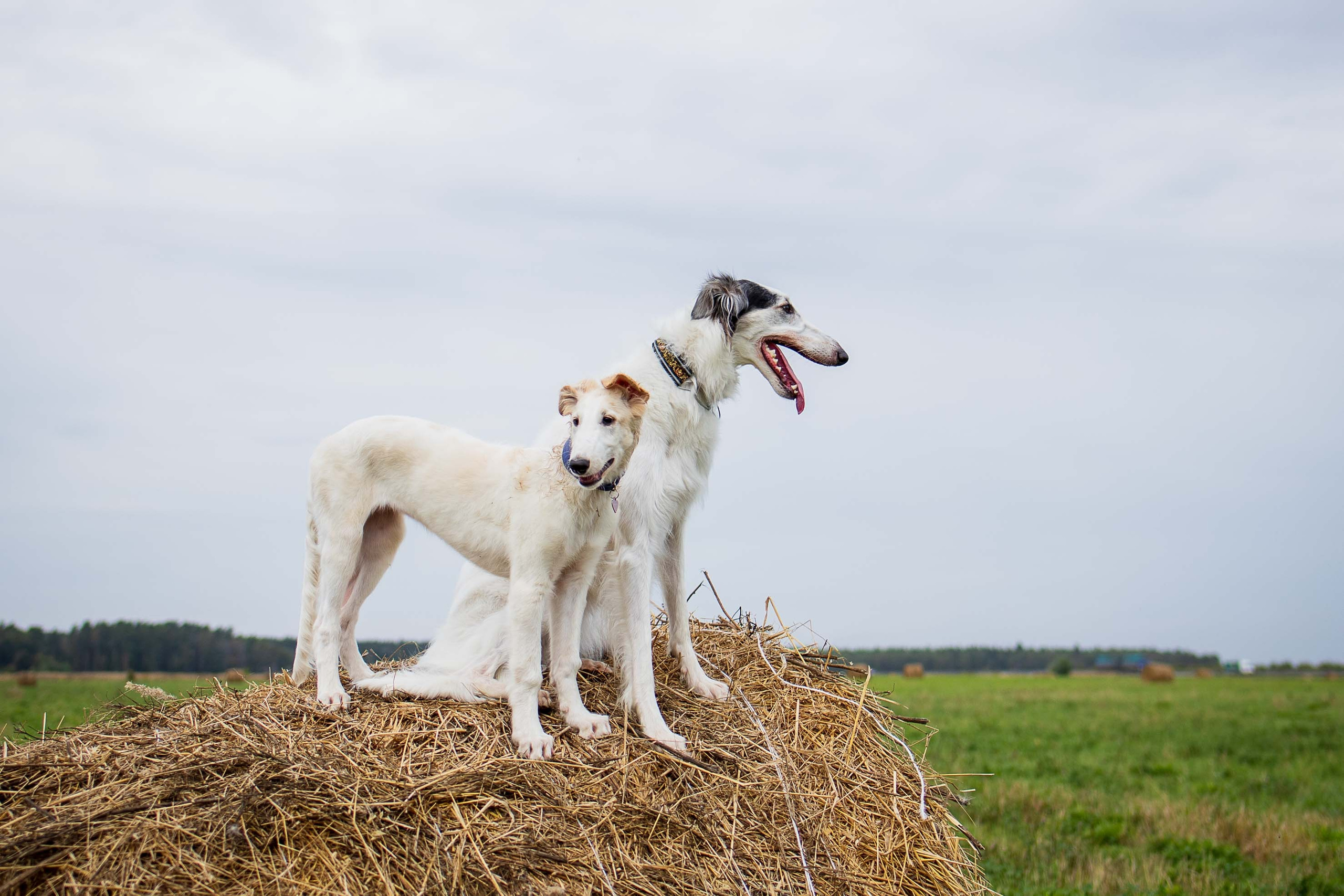 РПБ. Фотограф-анималист Александра Шеремет