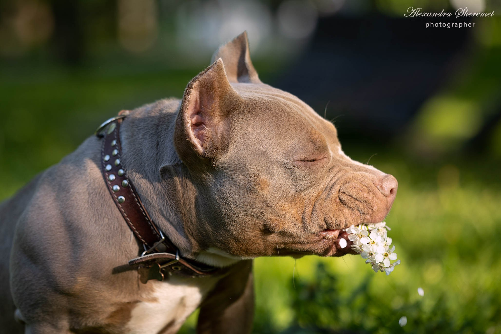 Булли. Фотограф-анималист Александра Шеремет