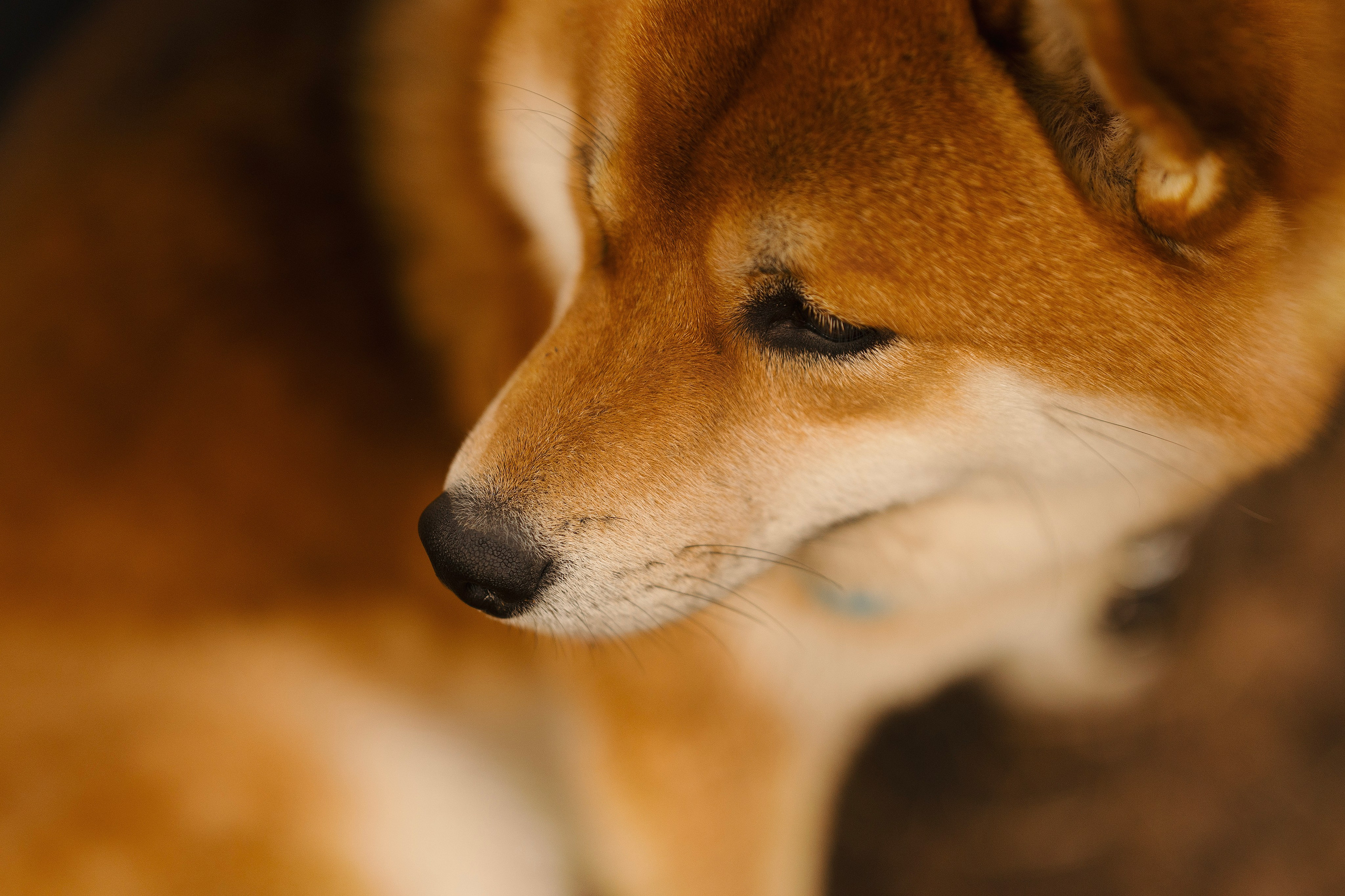 Юнки. Фотограф- анималист Александра Матвеева