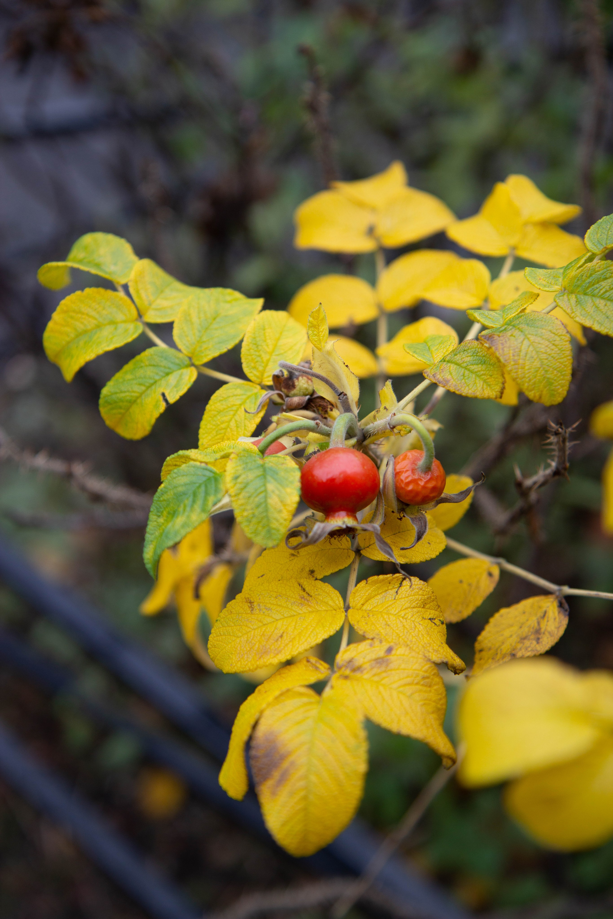 Осенняя прогулка мамочки и доченьки. Портрет / Репортаж и другое. Наталья. Natashaleto. Санкт-Петербург