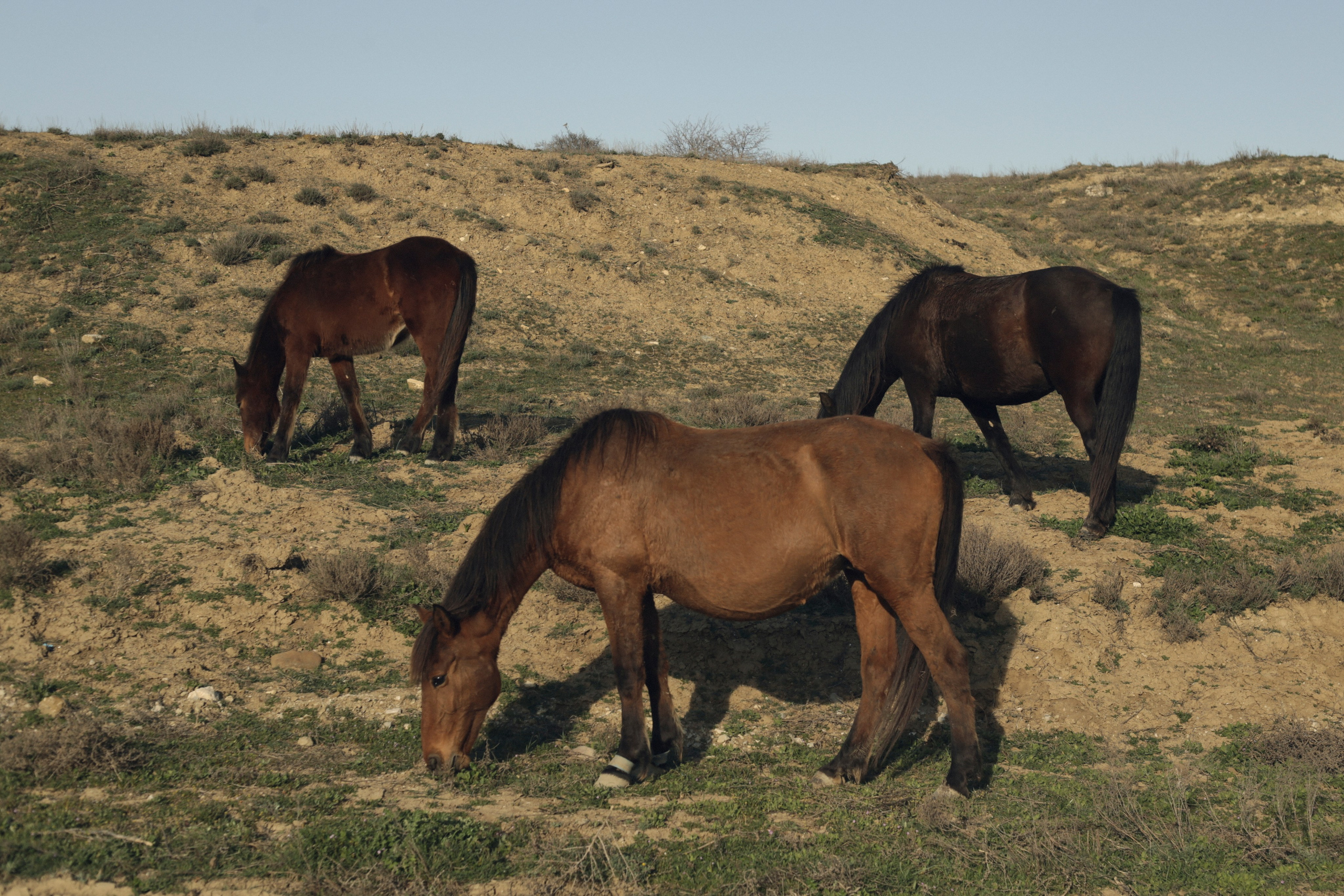 О любви | Лада и Матвей | Меганом. Семейный фотограф в Феодосии Брежнева Алла