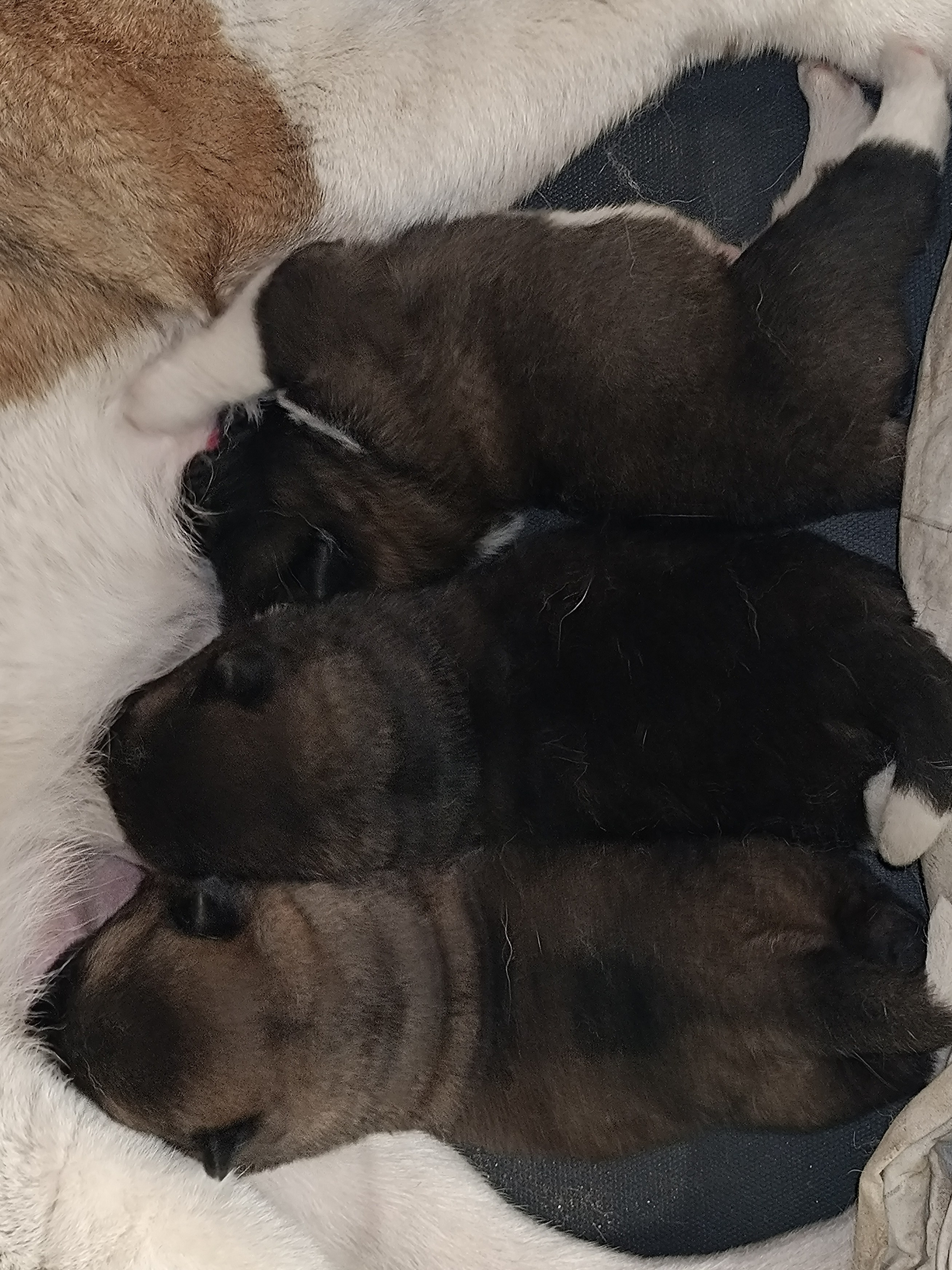 Американская акита  щенки питомник Санкт-Петербург клубные щенки Американская акита питомник RUBYLIGHT Рубилайт купить щенка американской акиты