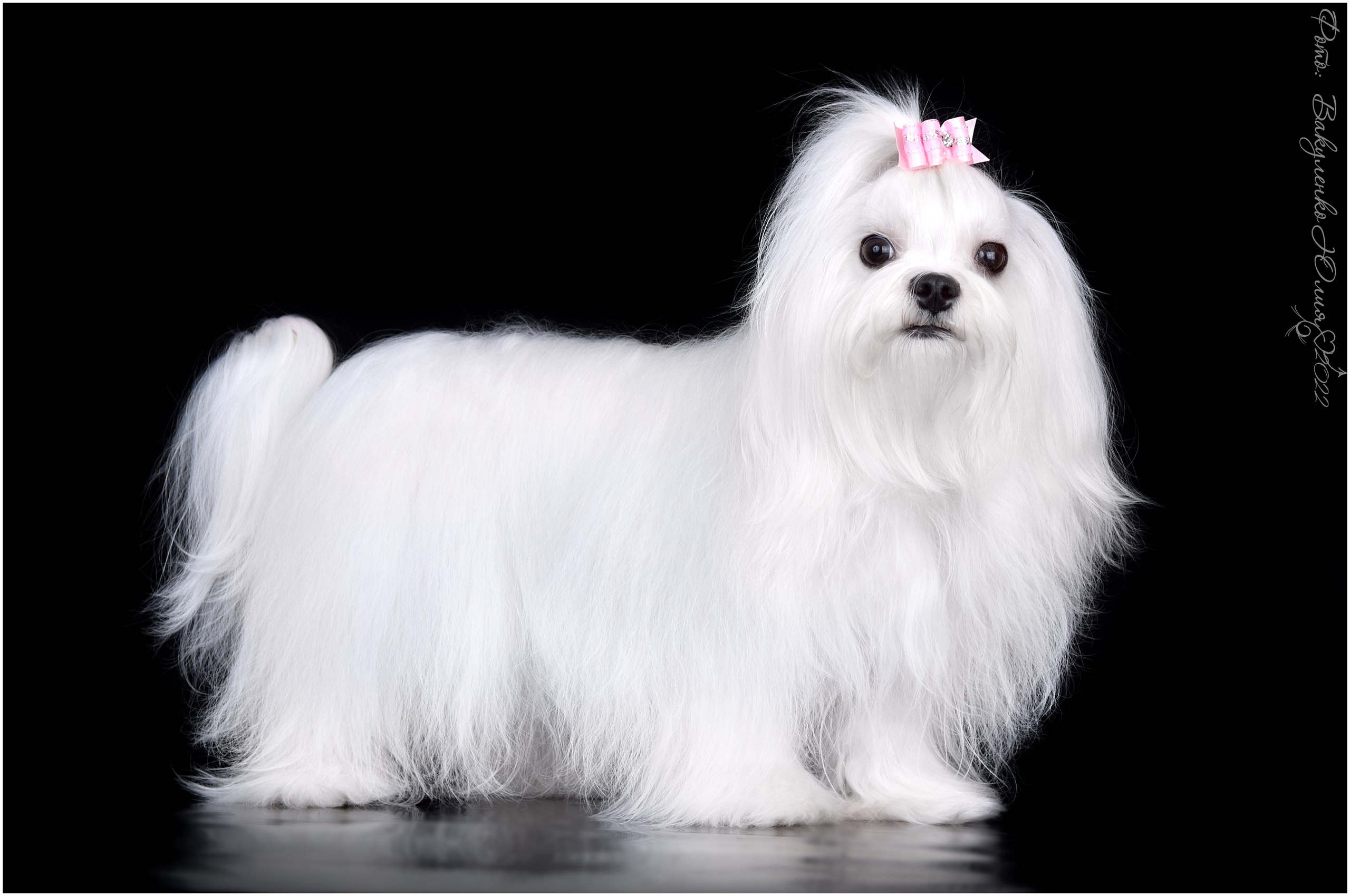 Студийная съемка. Фотограф анималист | семейный Юлия Вакуленко, г. Краснодар