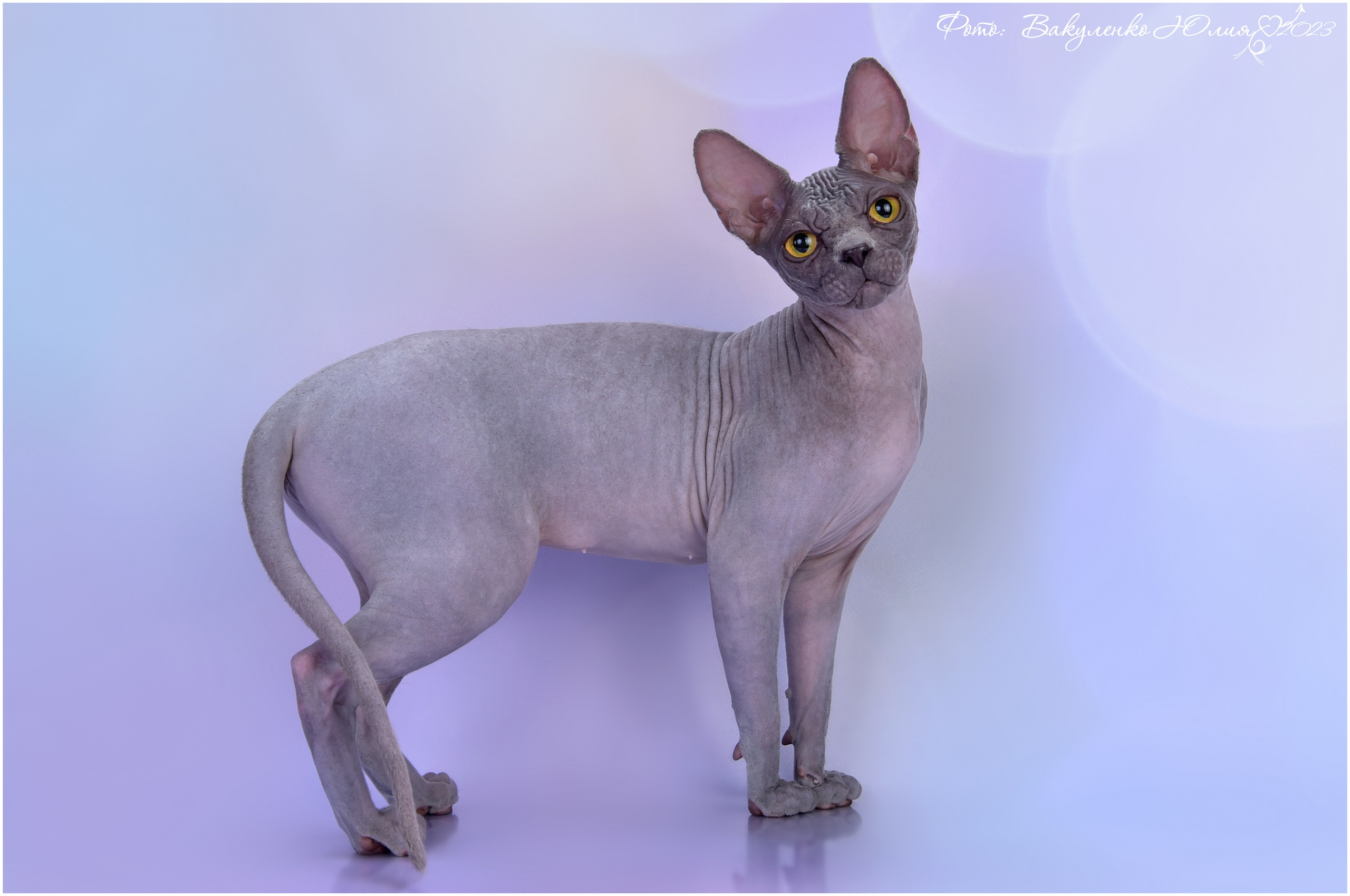 Взрослые. Фотограф анималист | семейный Юлия Вакуленко, г. Краснодар