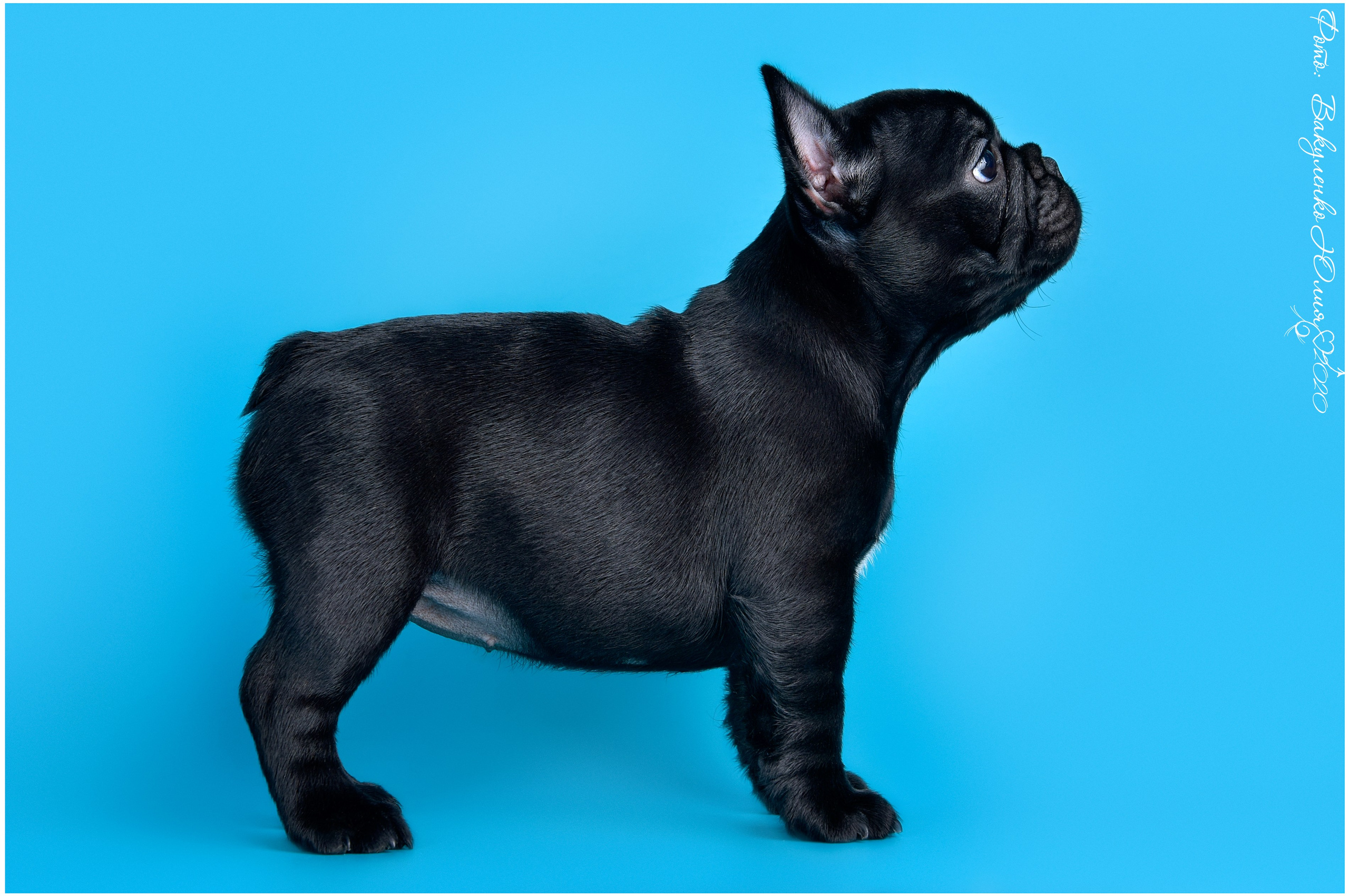 Студийная съемка. Фотограф анималист | семейный Юлия Вакуленко, г. Краснодар