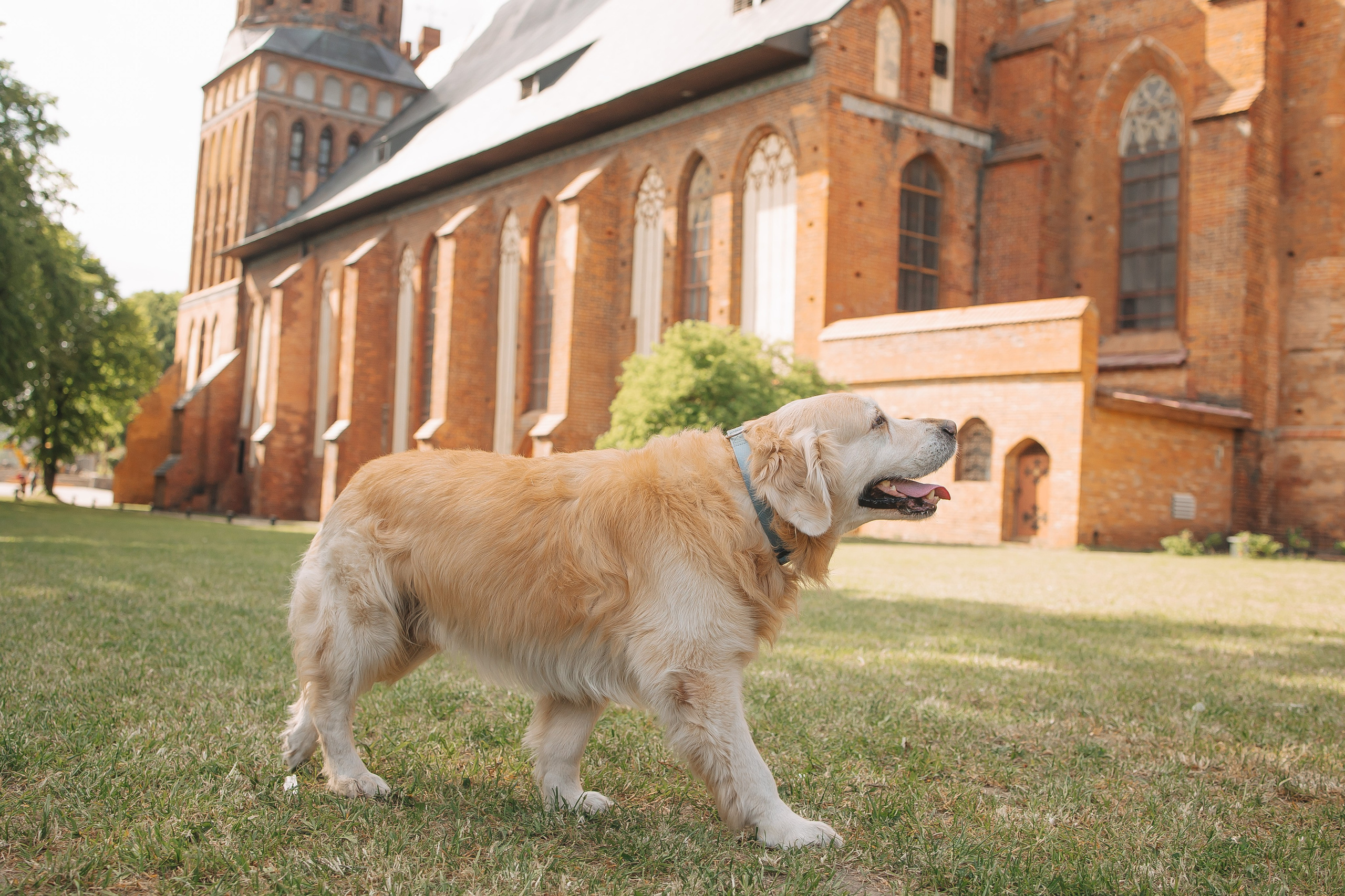 Золотистый ретривер Кант, Калининград. Свадебный и женский фотограф
