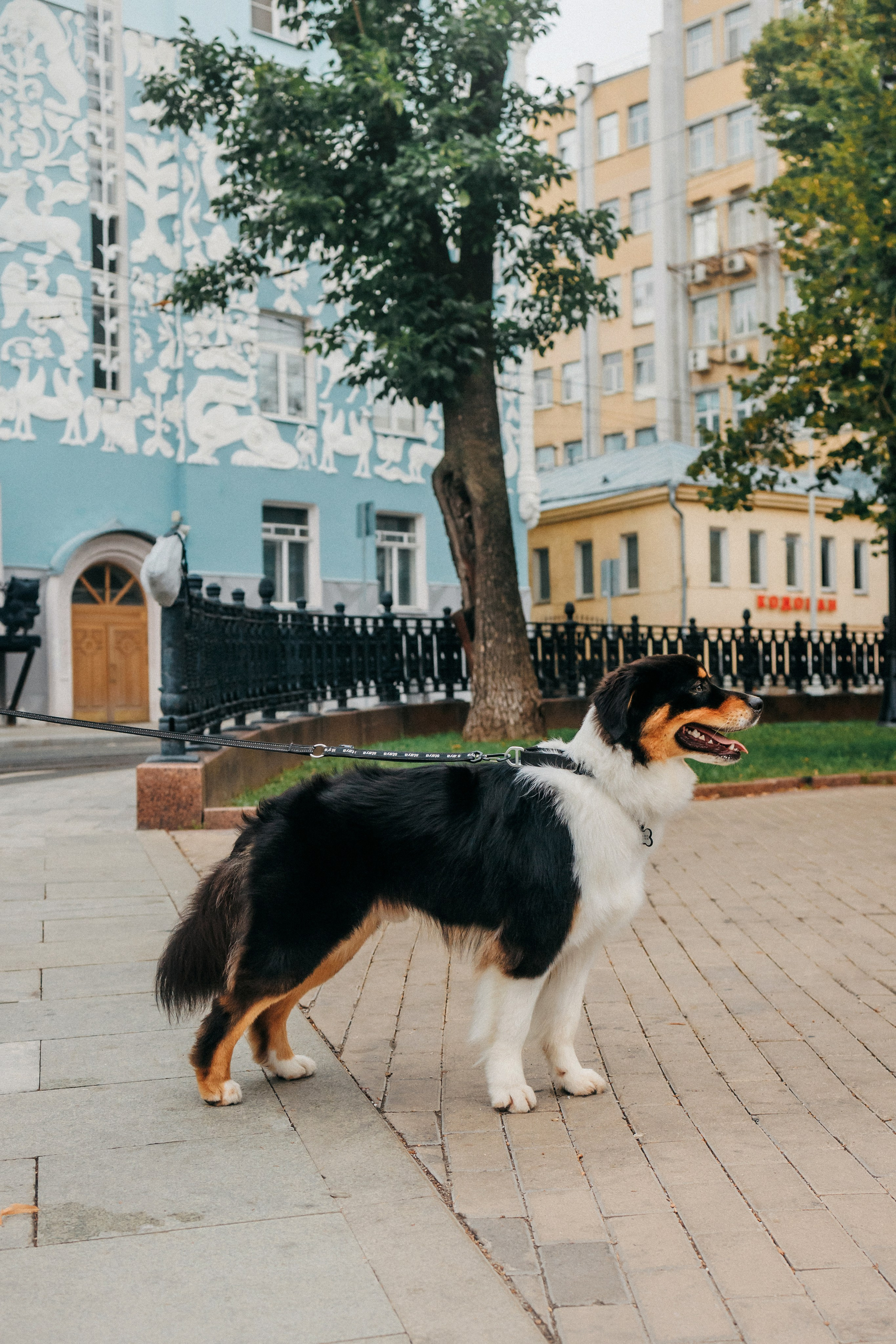Лена и Рэй. Фотограф-анималист Елена Радченко, Москва
