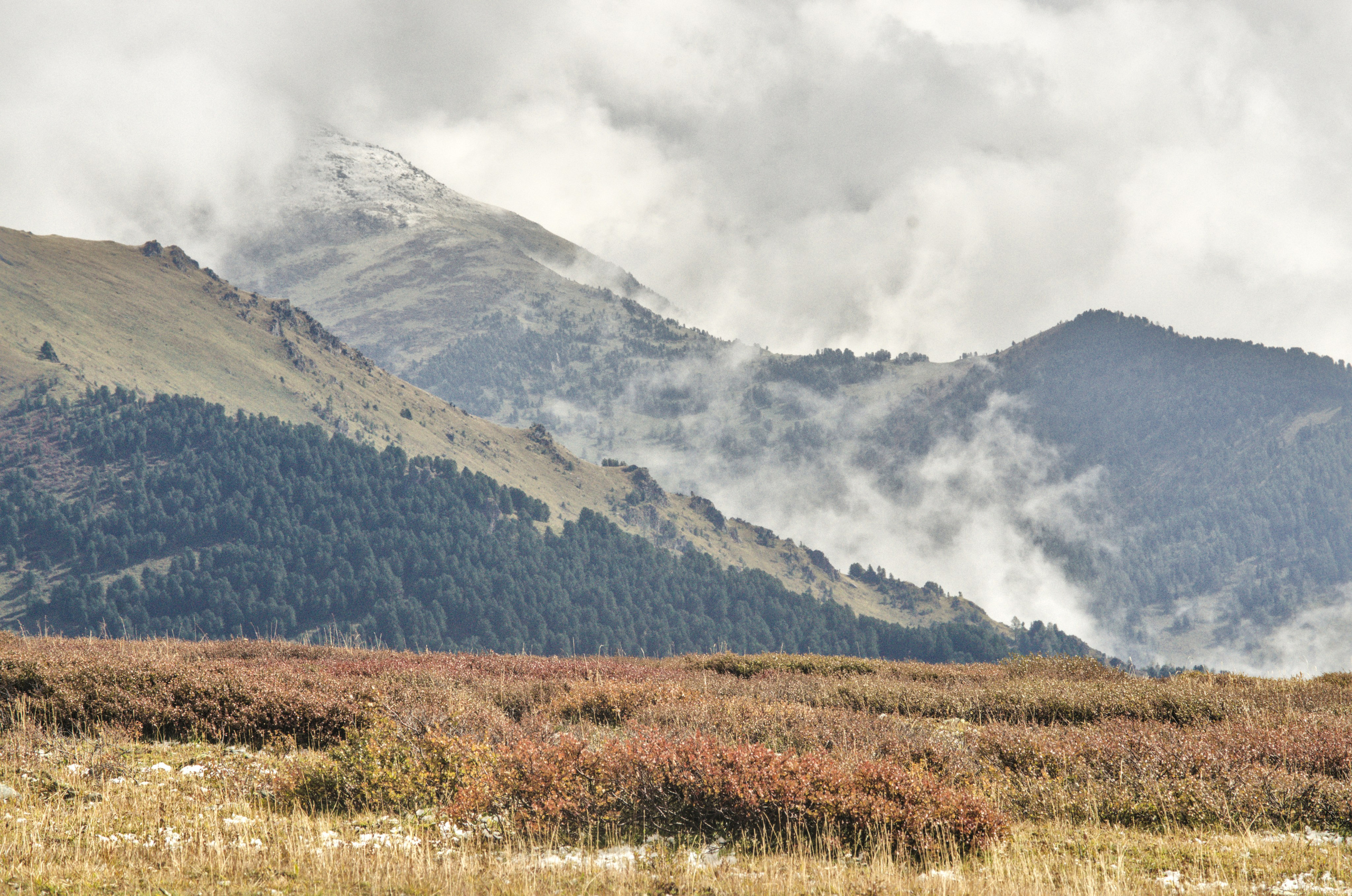 Алтай. Фотограф анималист, пейзажист, спортивные мероприятия. Новосибирск