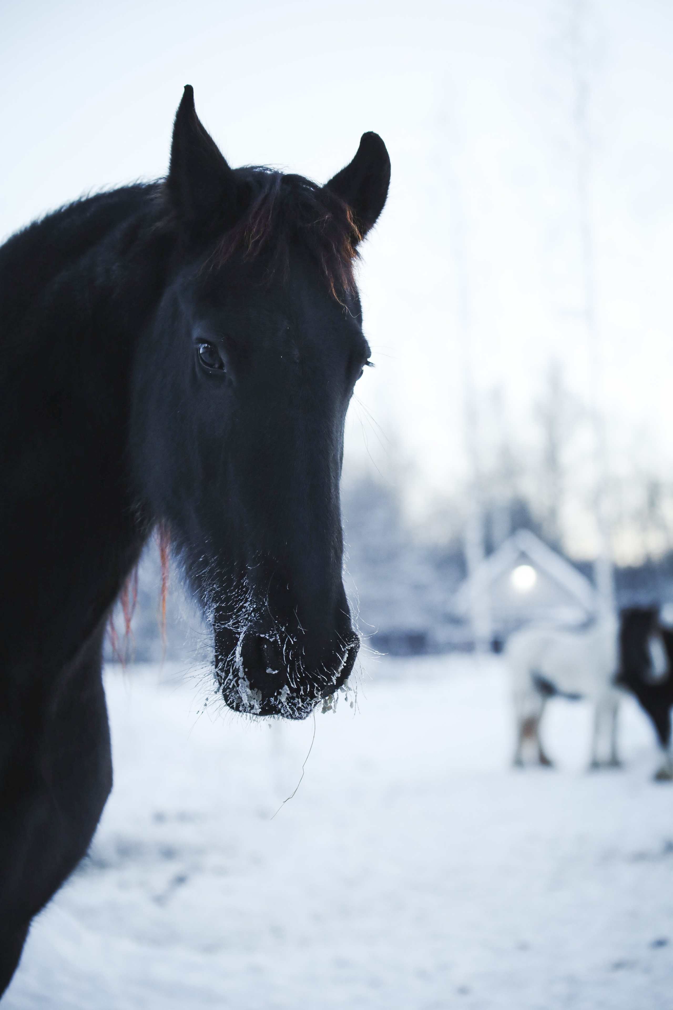 Животные. Фотограф в Москве Бастракова Юлия
