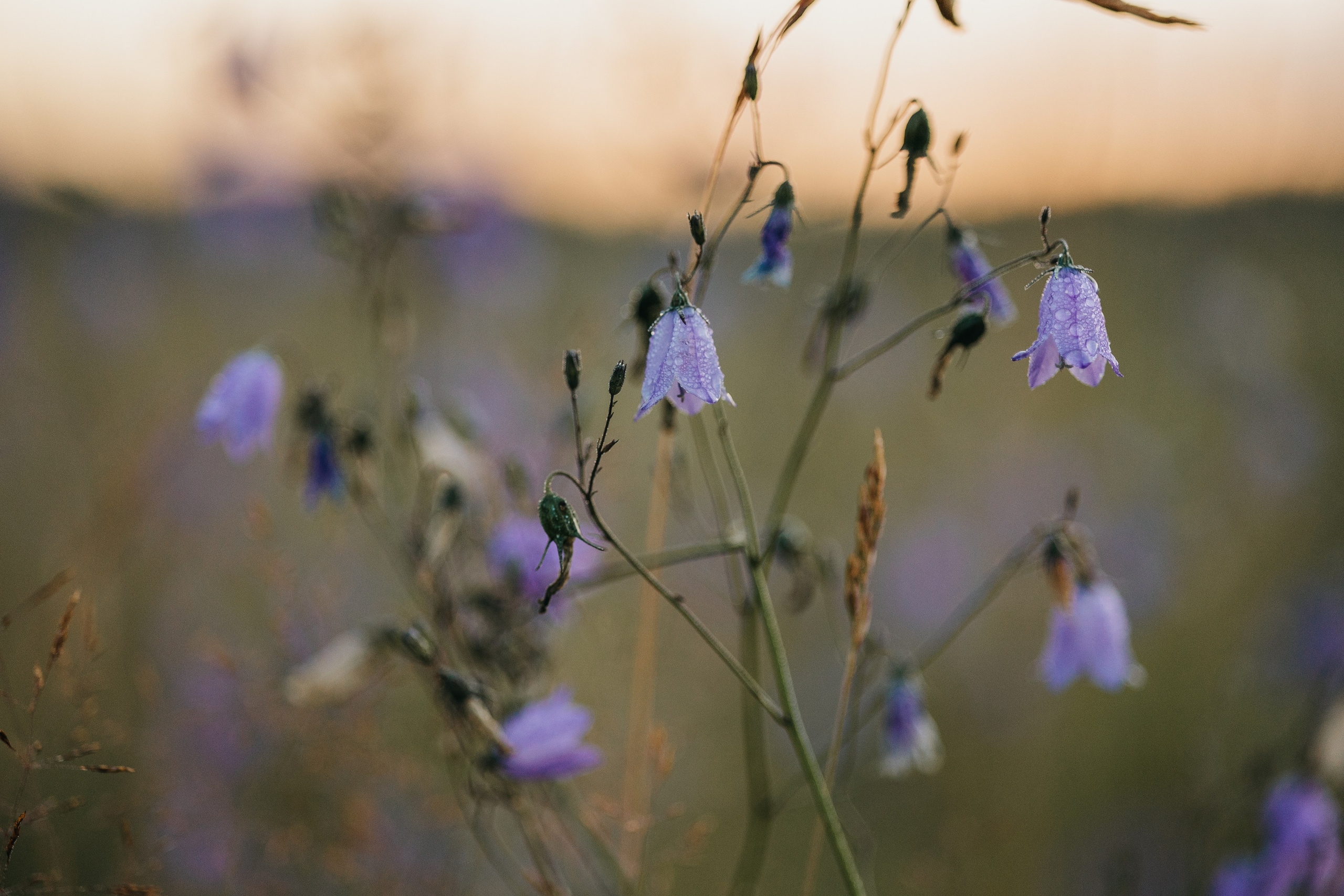 Маша и Персик. Фотограф — Анималист | Санкт-Петербург