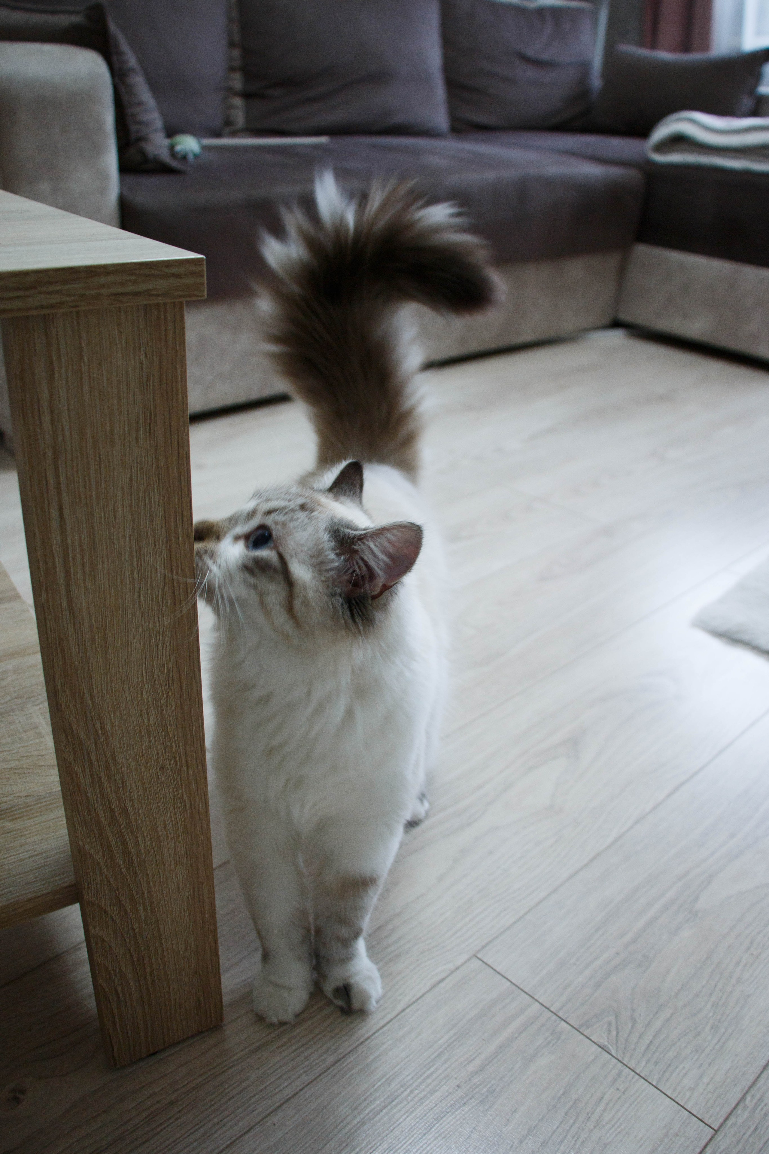 Kristina & Miya. Бережно сохраняю ваши чувства и истории на своих фотографиях