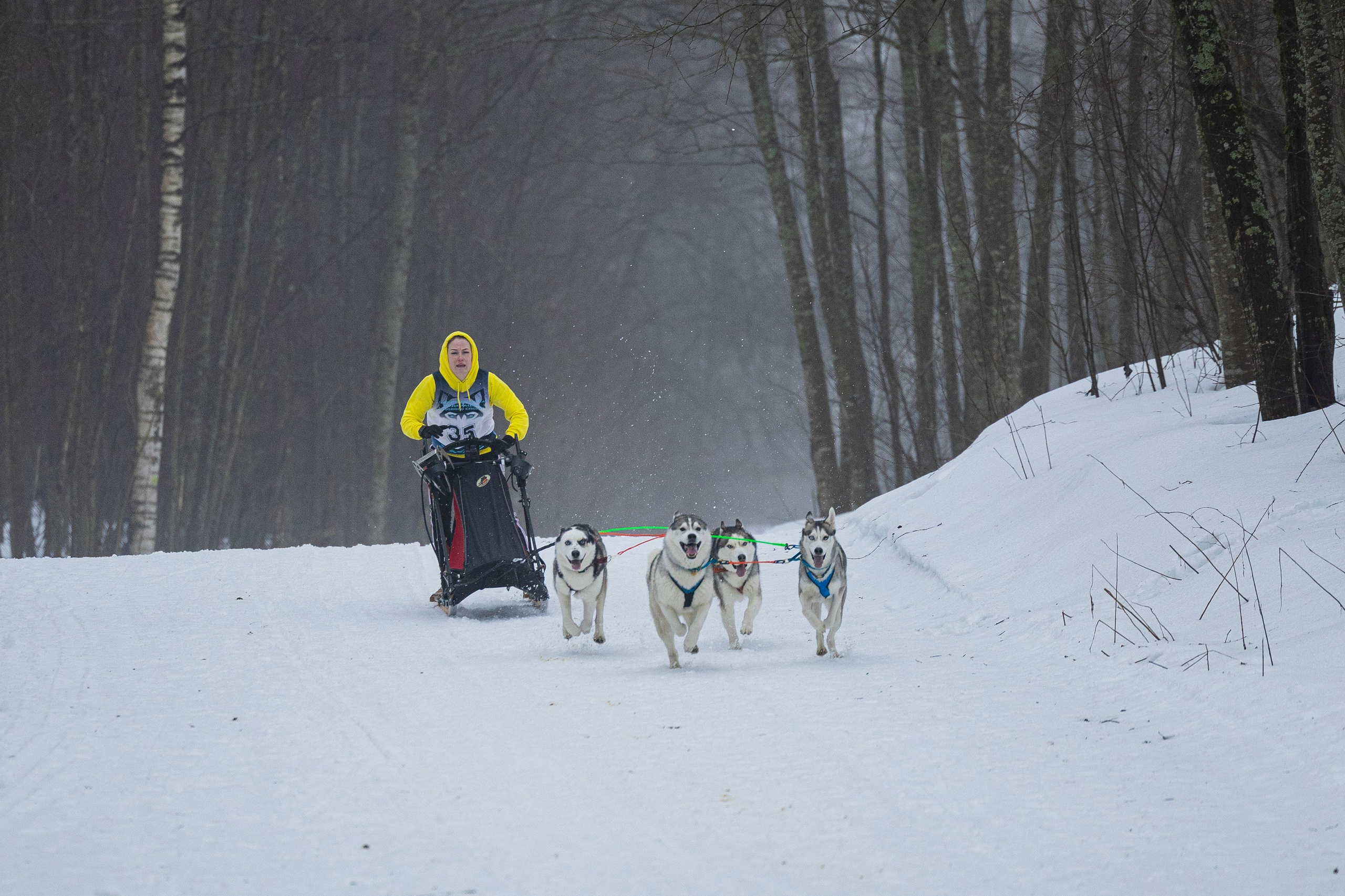 Зимний Чемпионат Санкт-Петербурга по ездовому спорту. Фотограф-анималист Анна Маринич