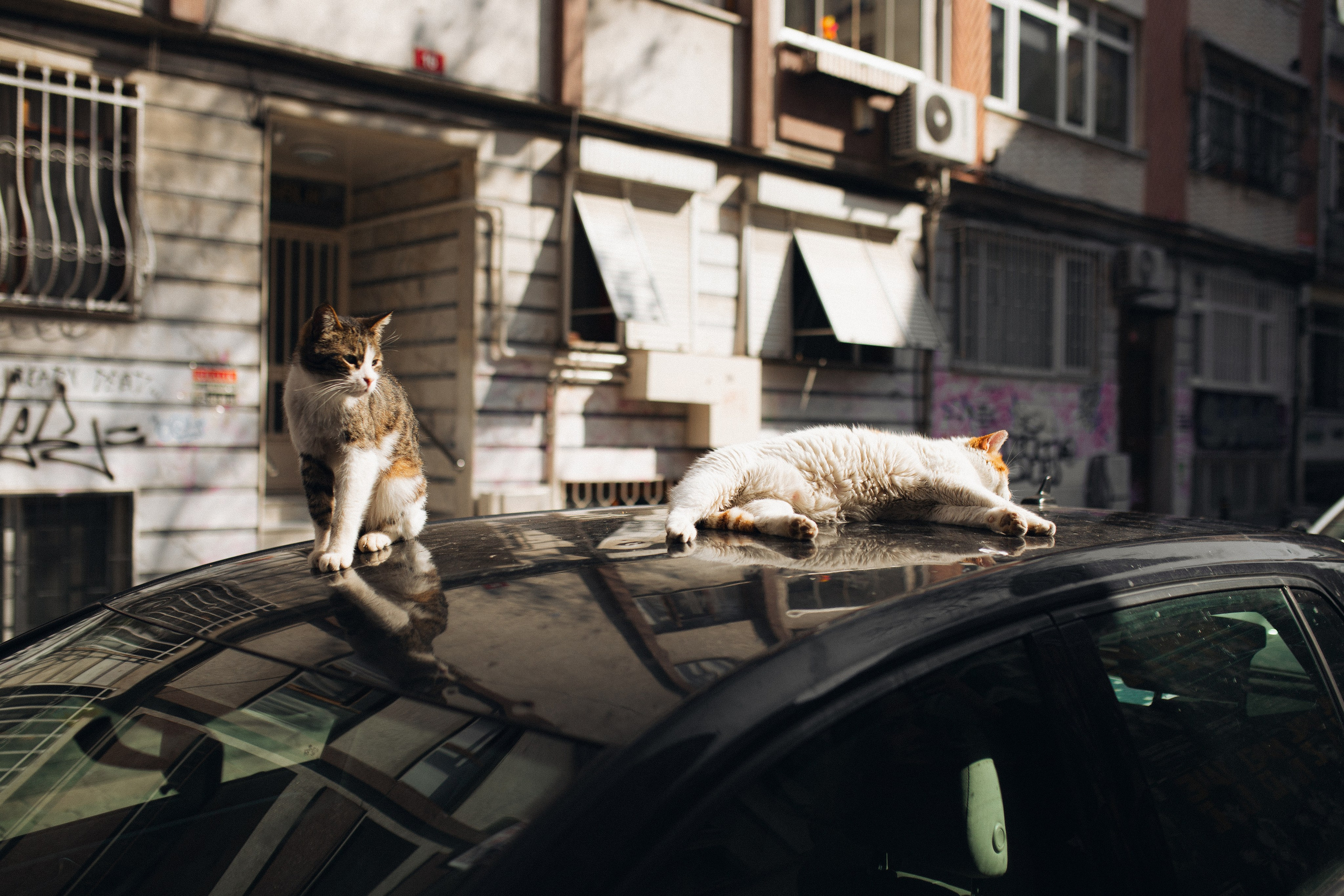 Alina. Свадебный фотограф Лейсан Цейнштейн