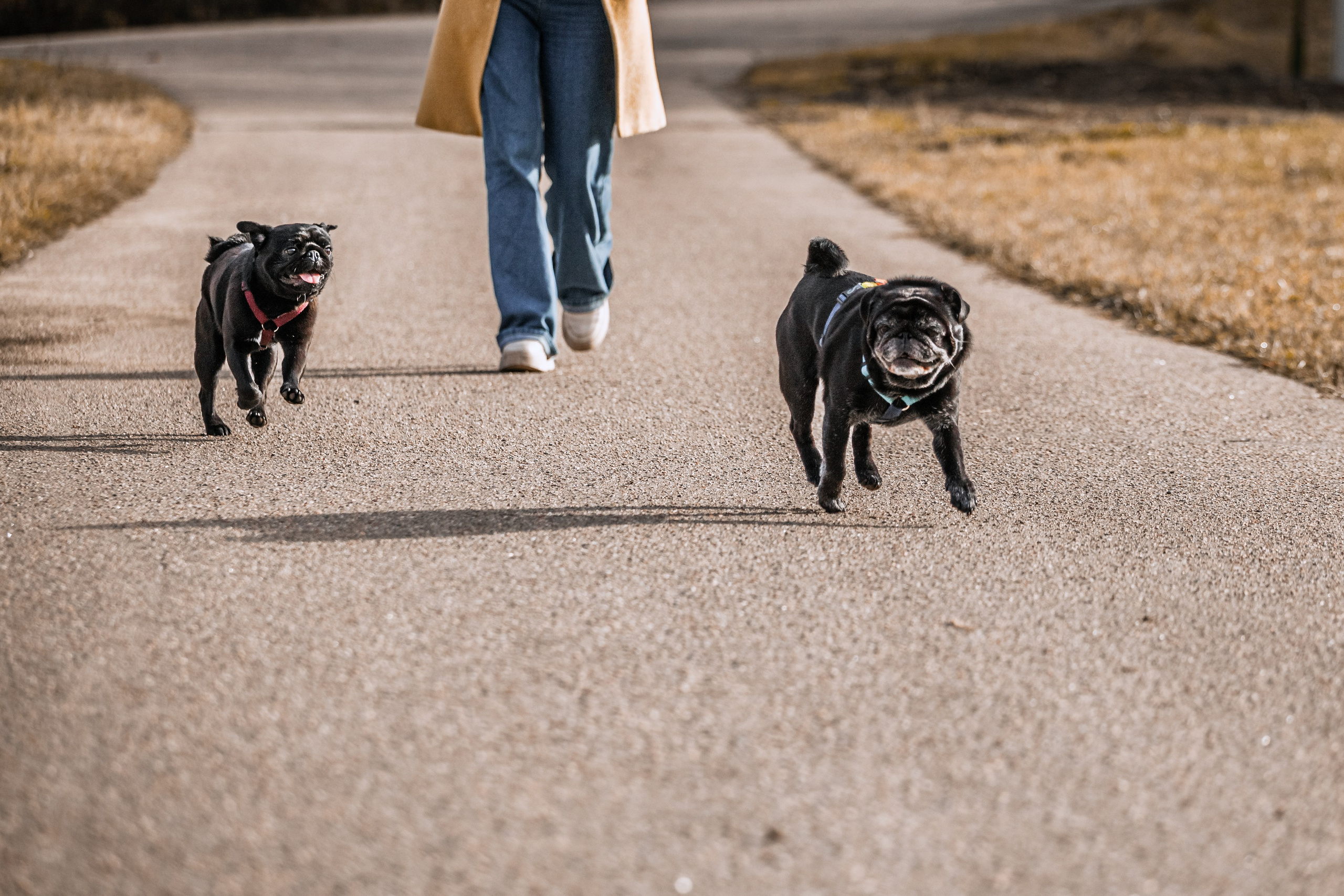 Оля, Харви, Луис. Фотограф-анималист Татьяна Степанова