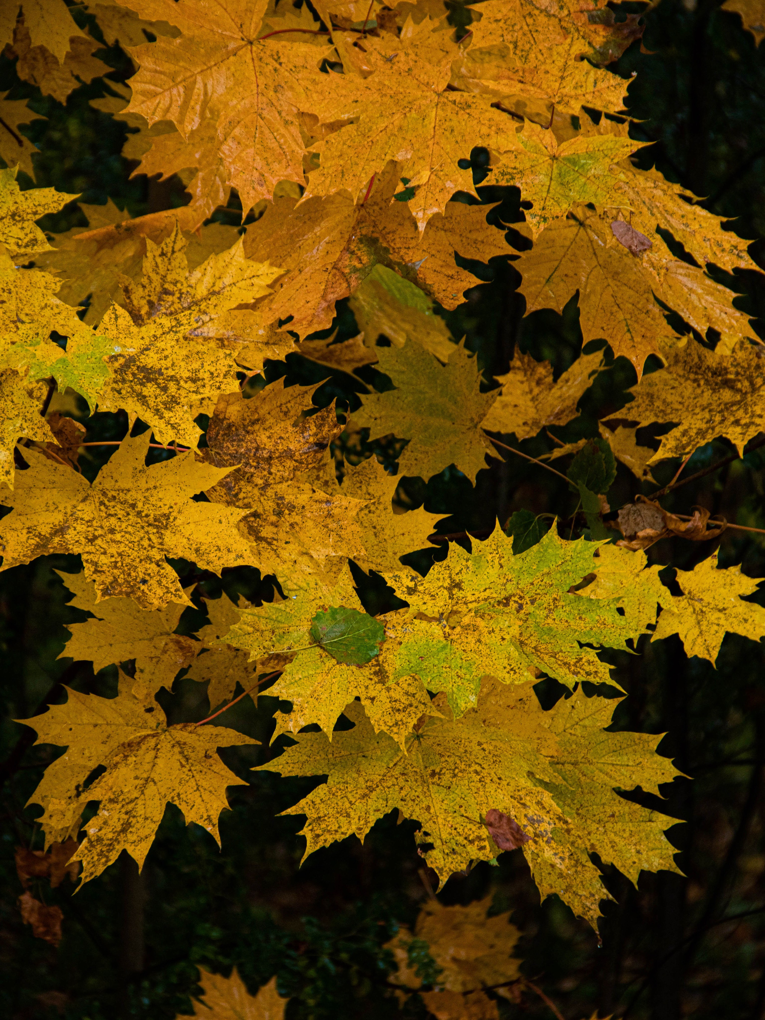 Село Петрилово (28.09.24). «Матрица»