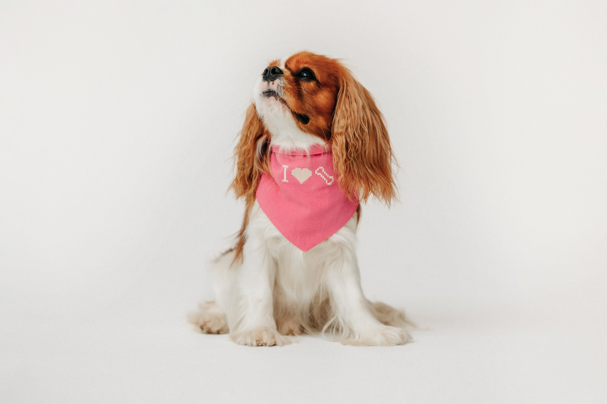 Одежда Lapa`s brand. Фотограф-анималист Елена Радченко, Москва