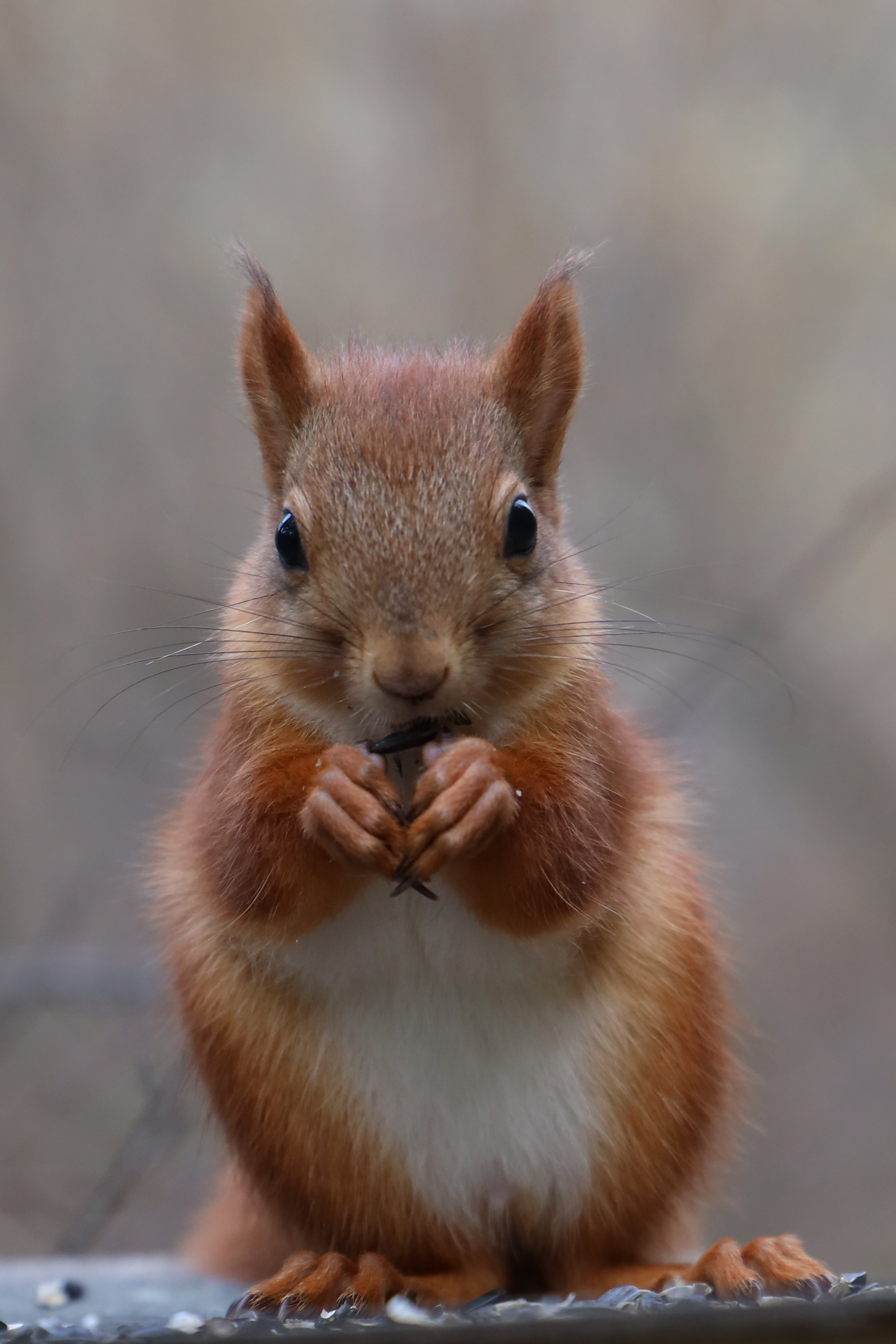 Мир вокруг нас. Разное. Фотограф Наталья Кузьмик г. Красноярск
