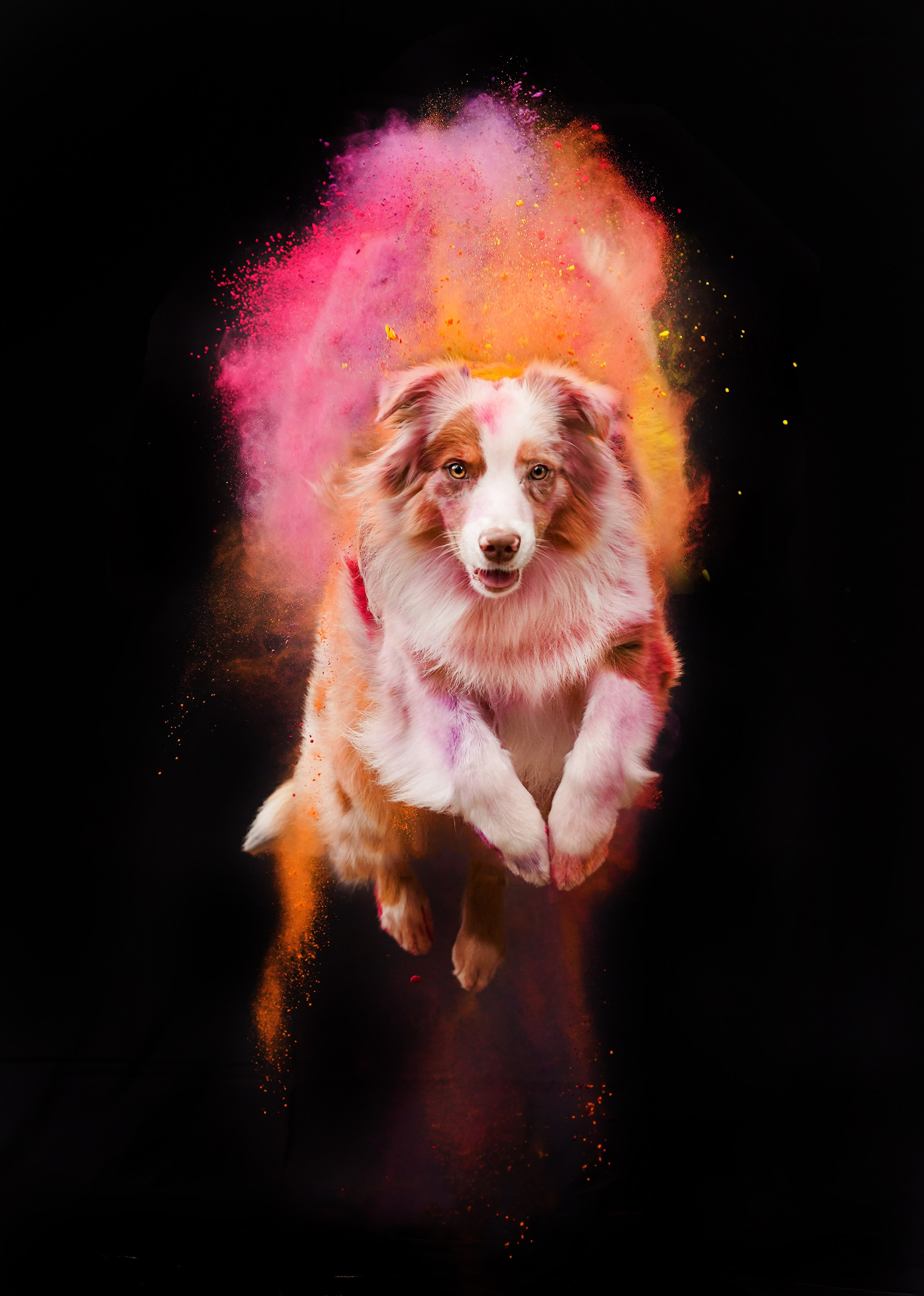 Панда и краски Холи. Фотограф-анималист в Санкт-Петербурге Яна Мартынова