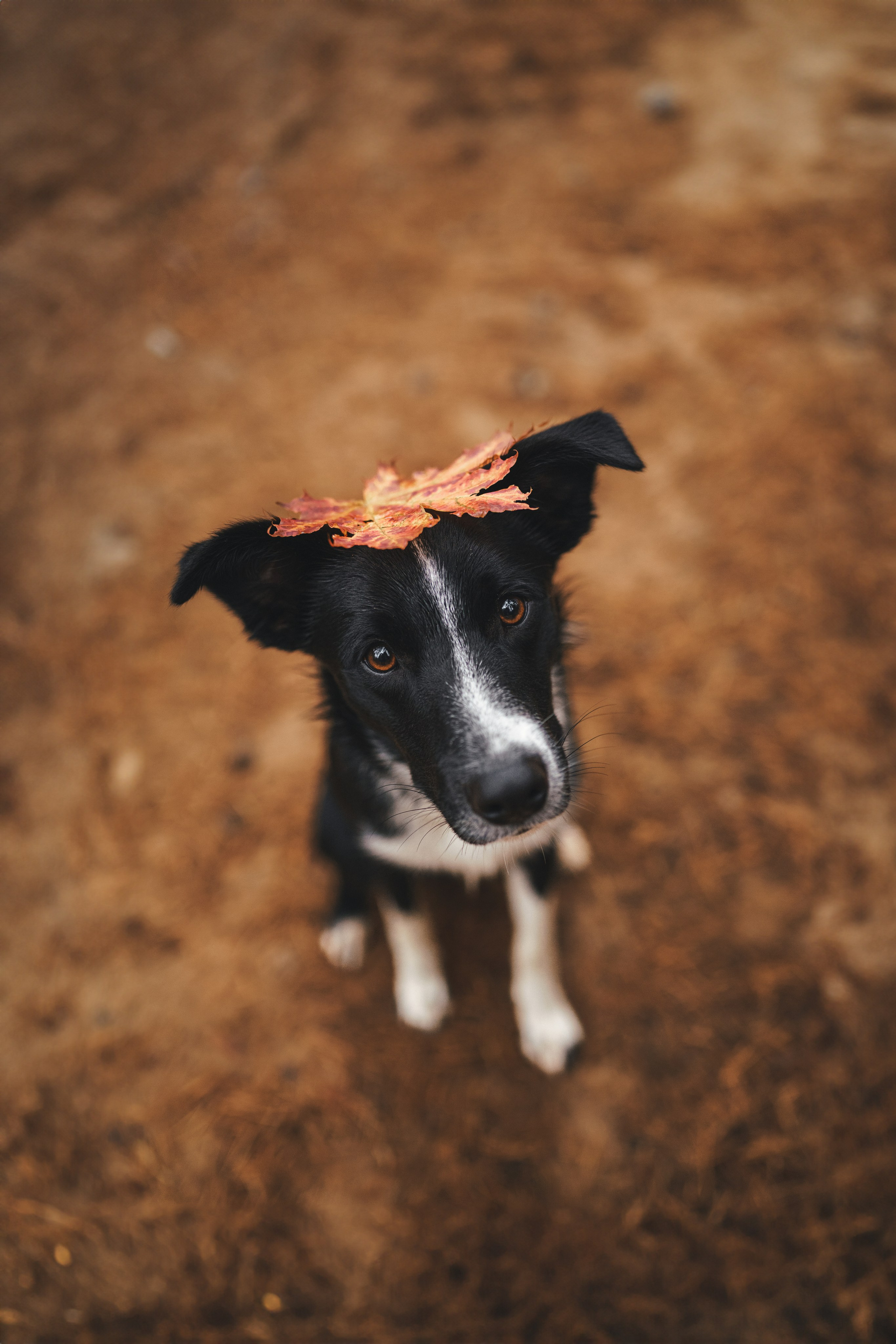 Лось. Фотограф анималист Осипчикова Мария